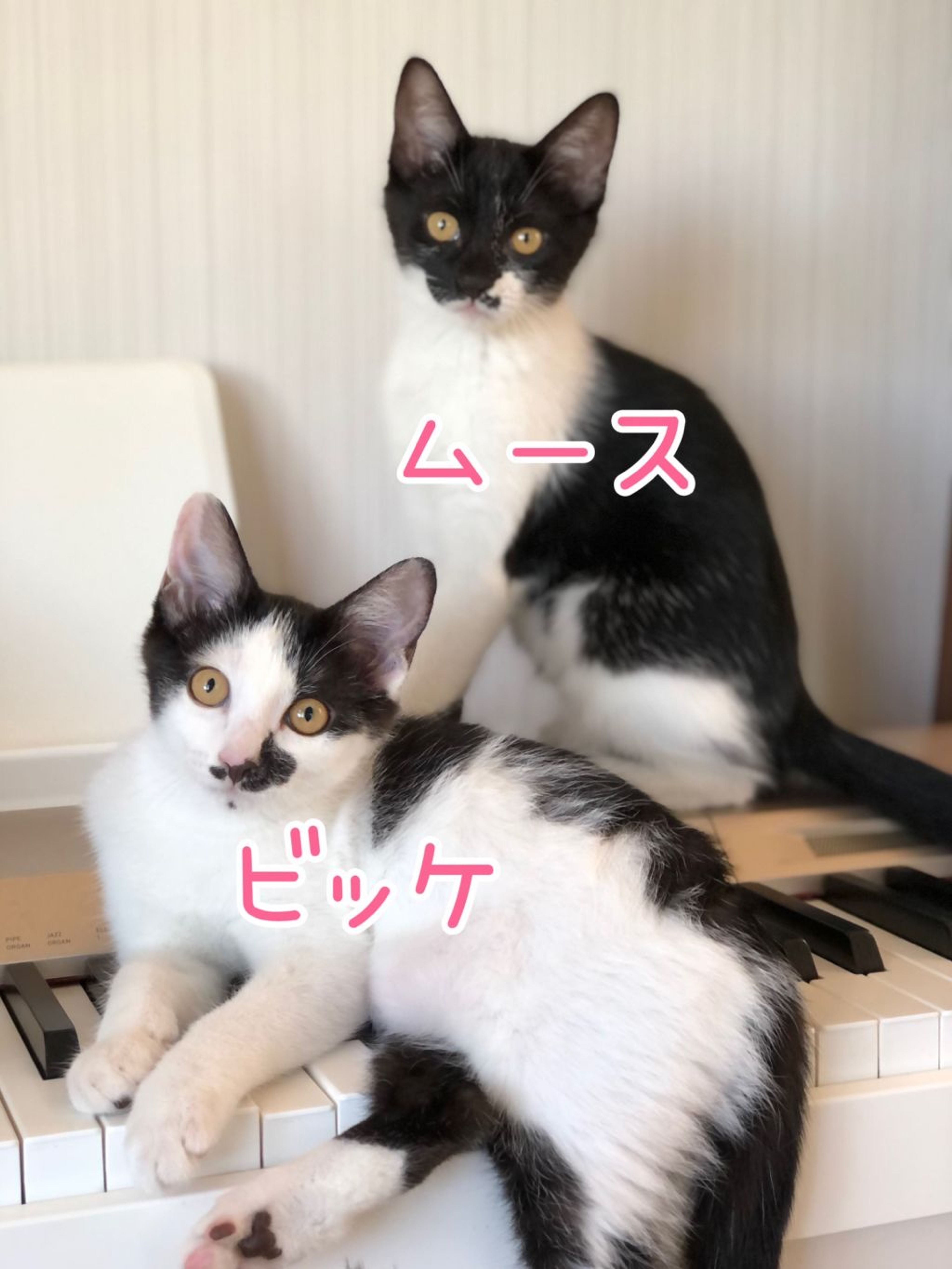 雑種（ミックス猫）・メスの里親募集の写真