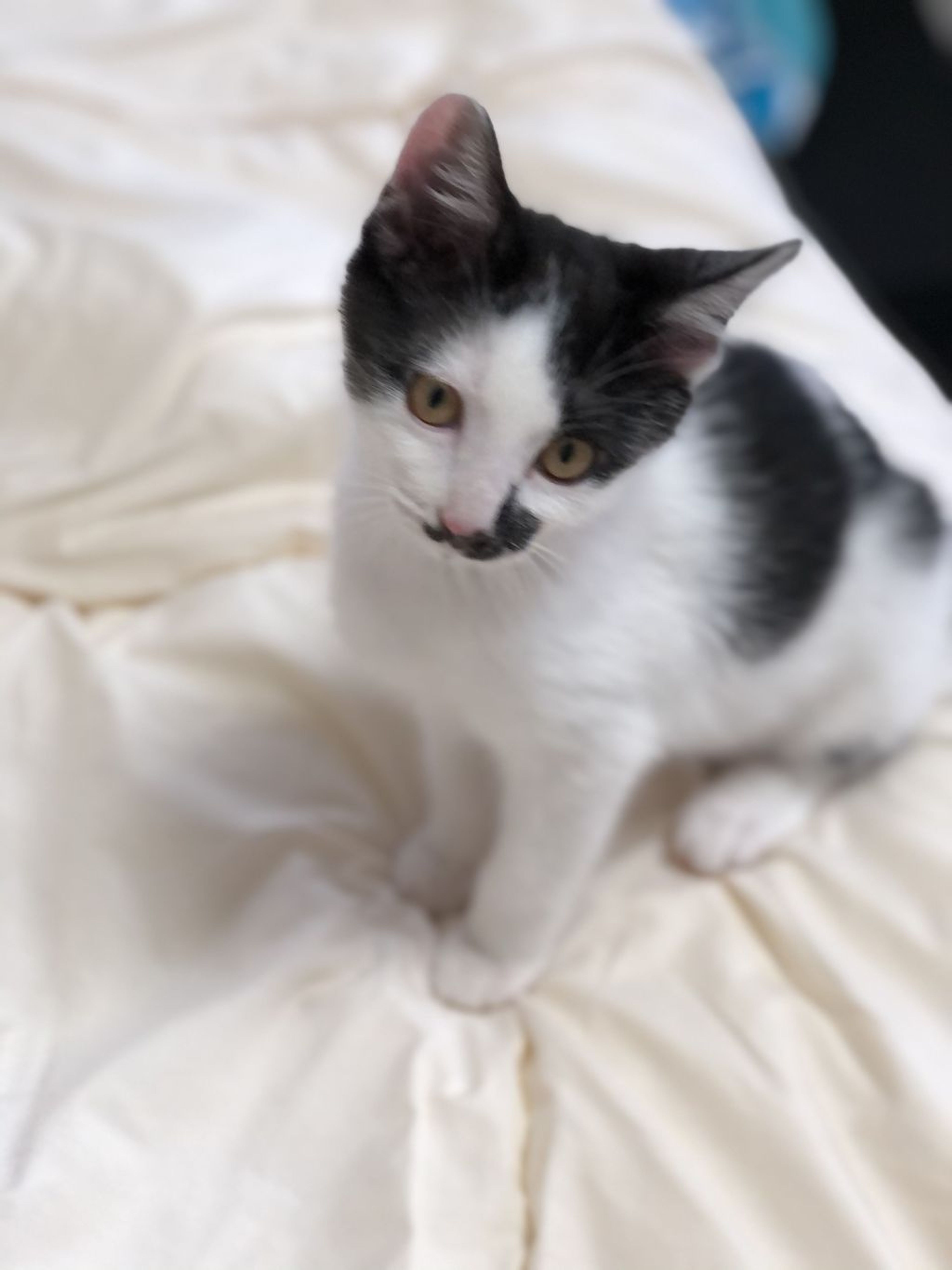 pet-image-4