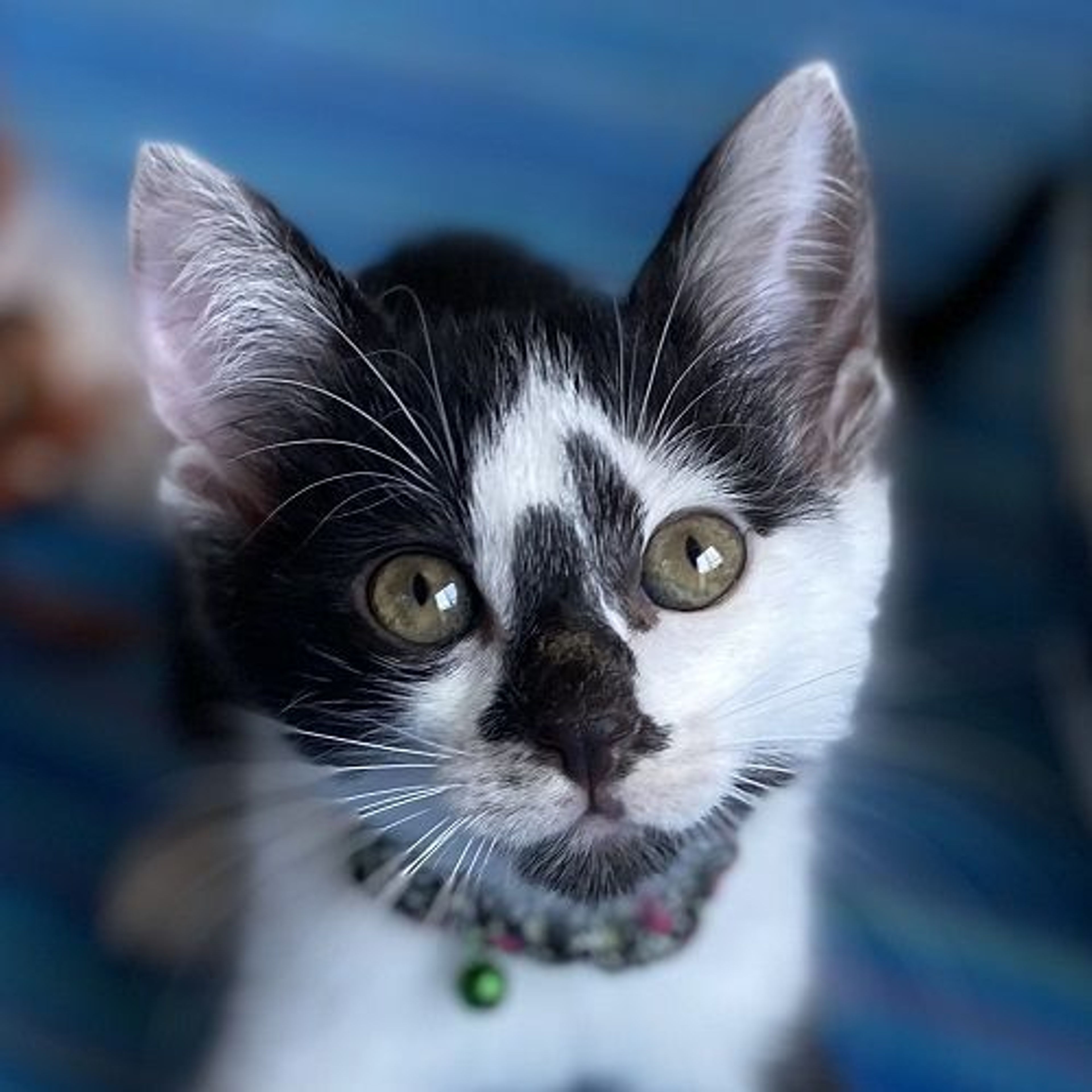 雑種（ミックス猫）・オスの里親募集の写真