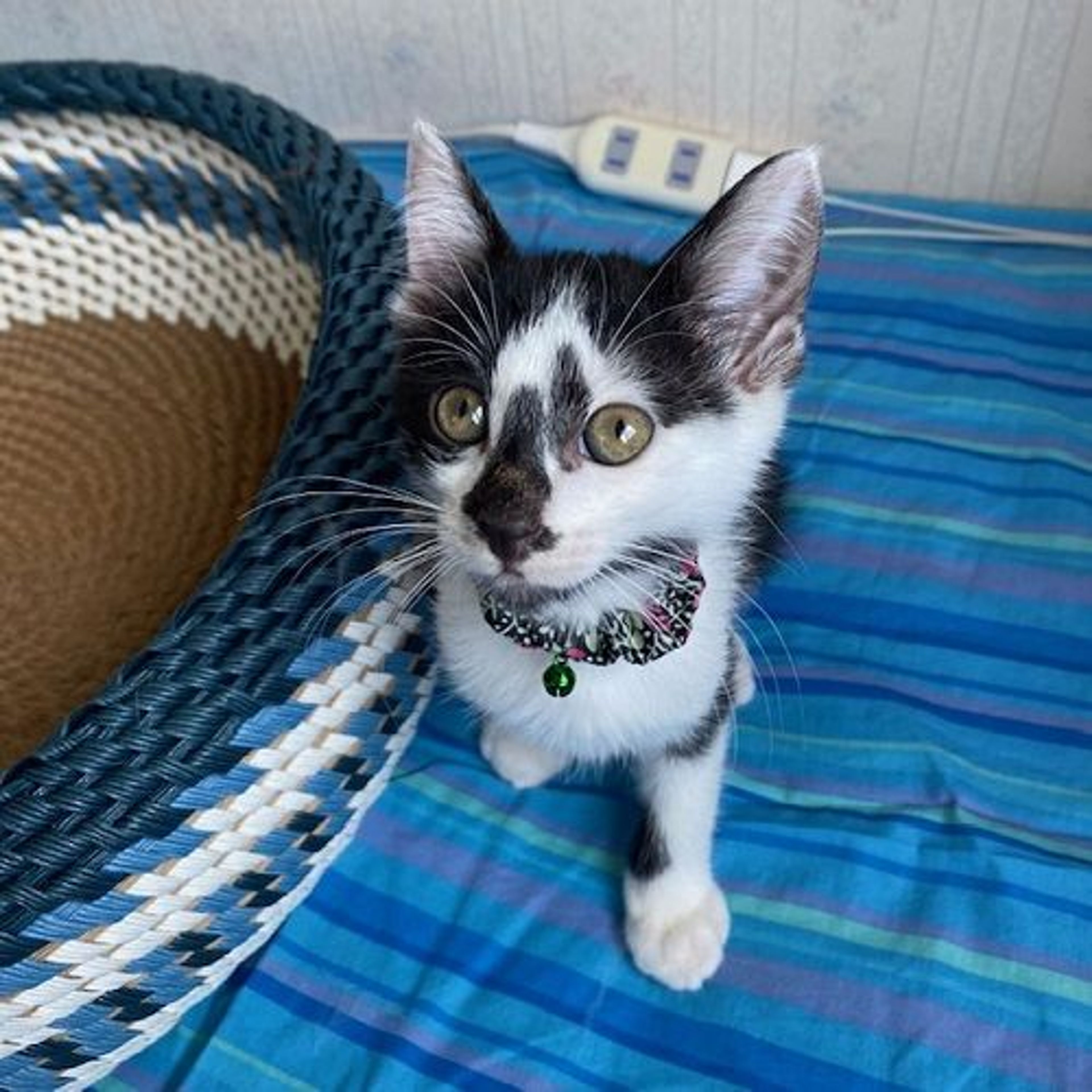 pet-image-3