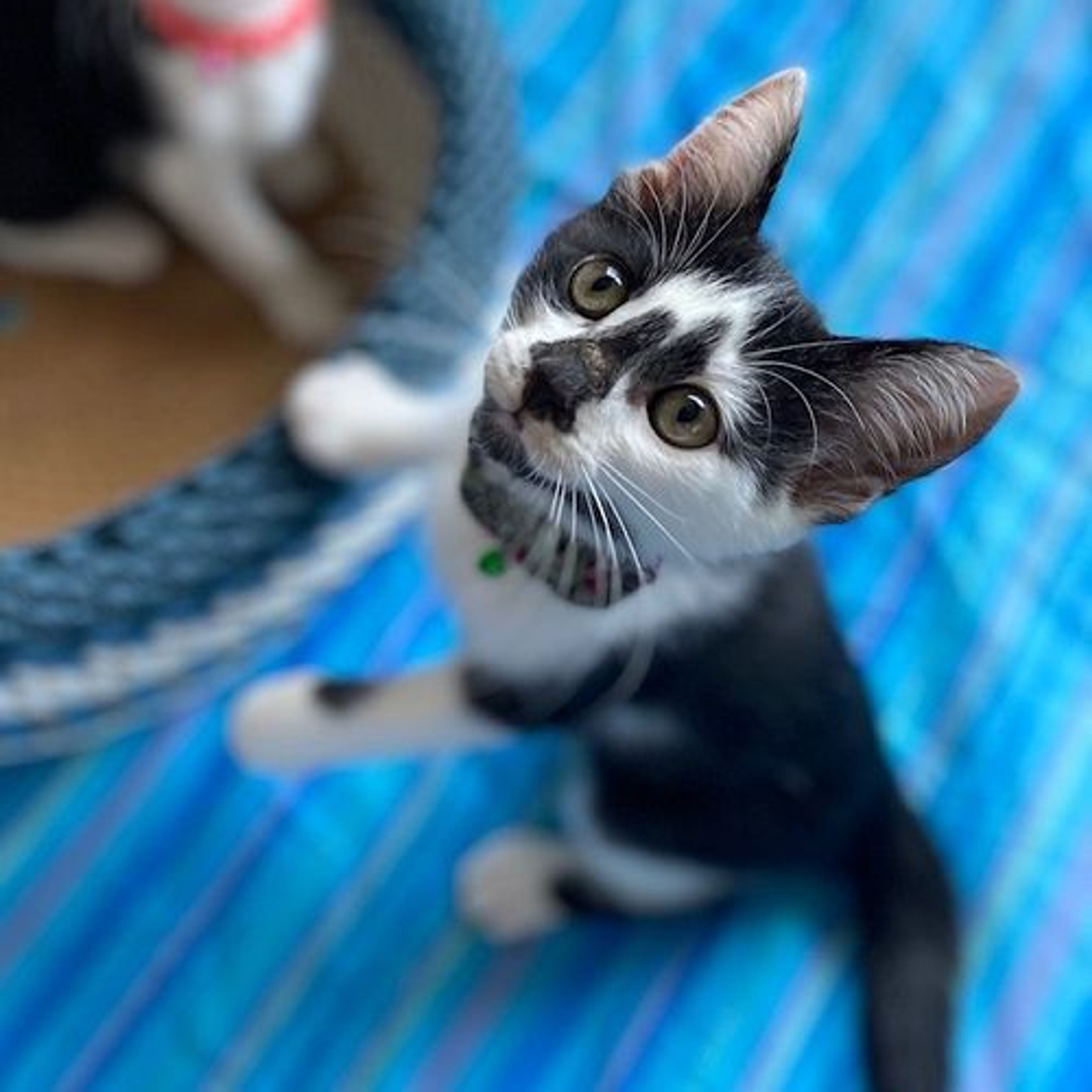 pet-image-4