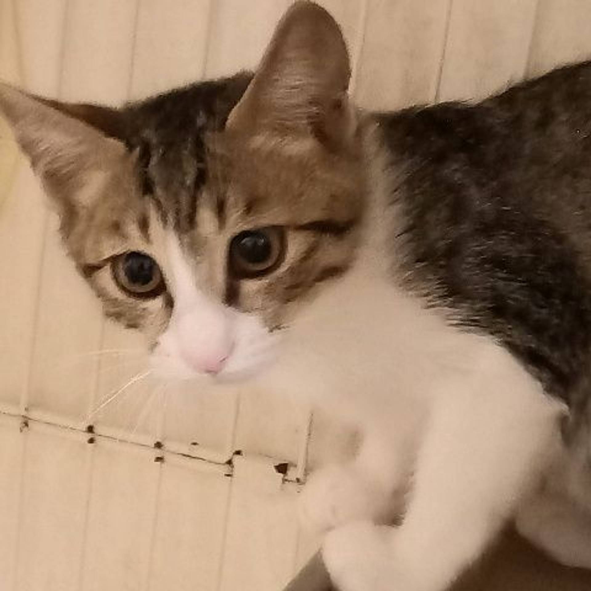 雑種（ミックス猫）・メスの里親募集の写真