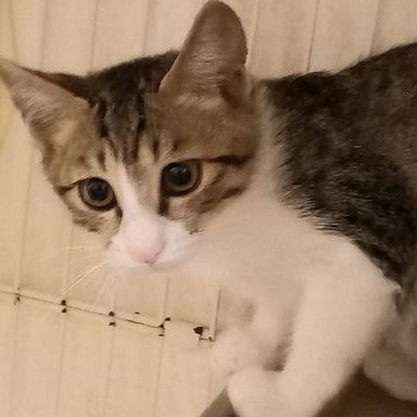 りんの写真