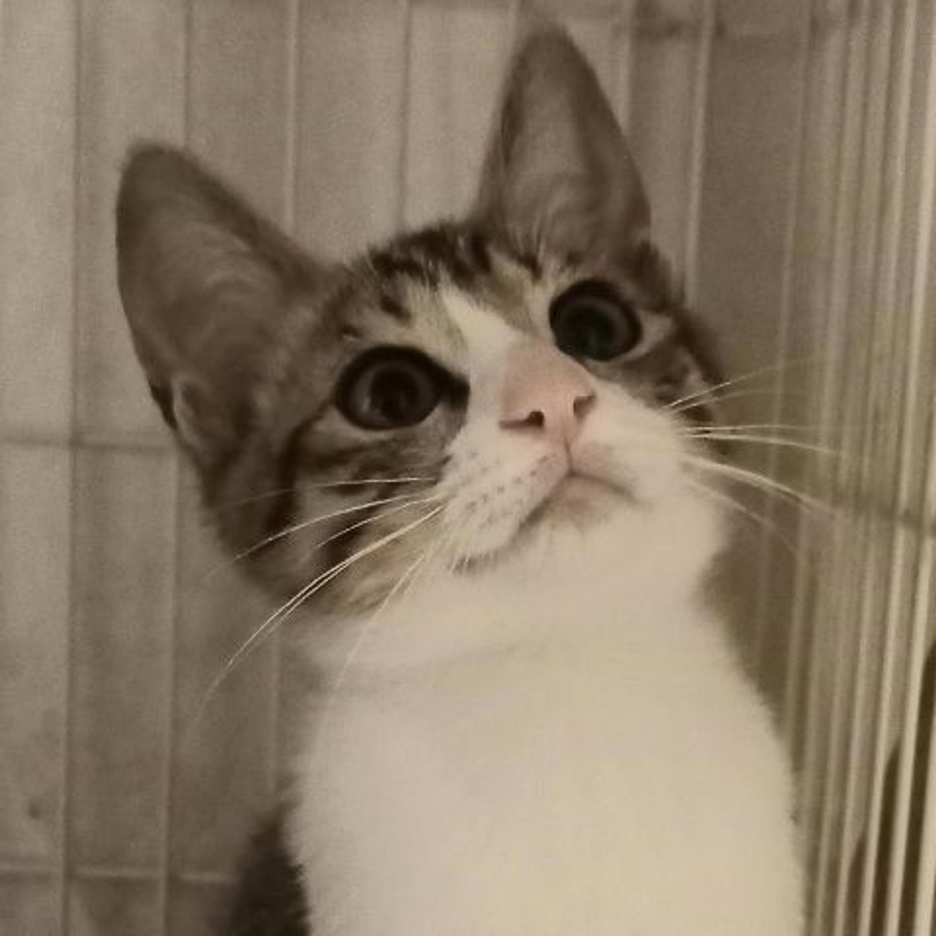 pet-image-2