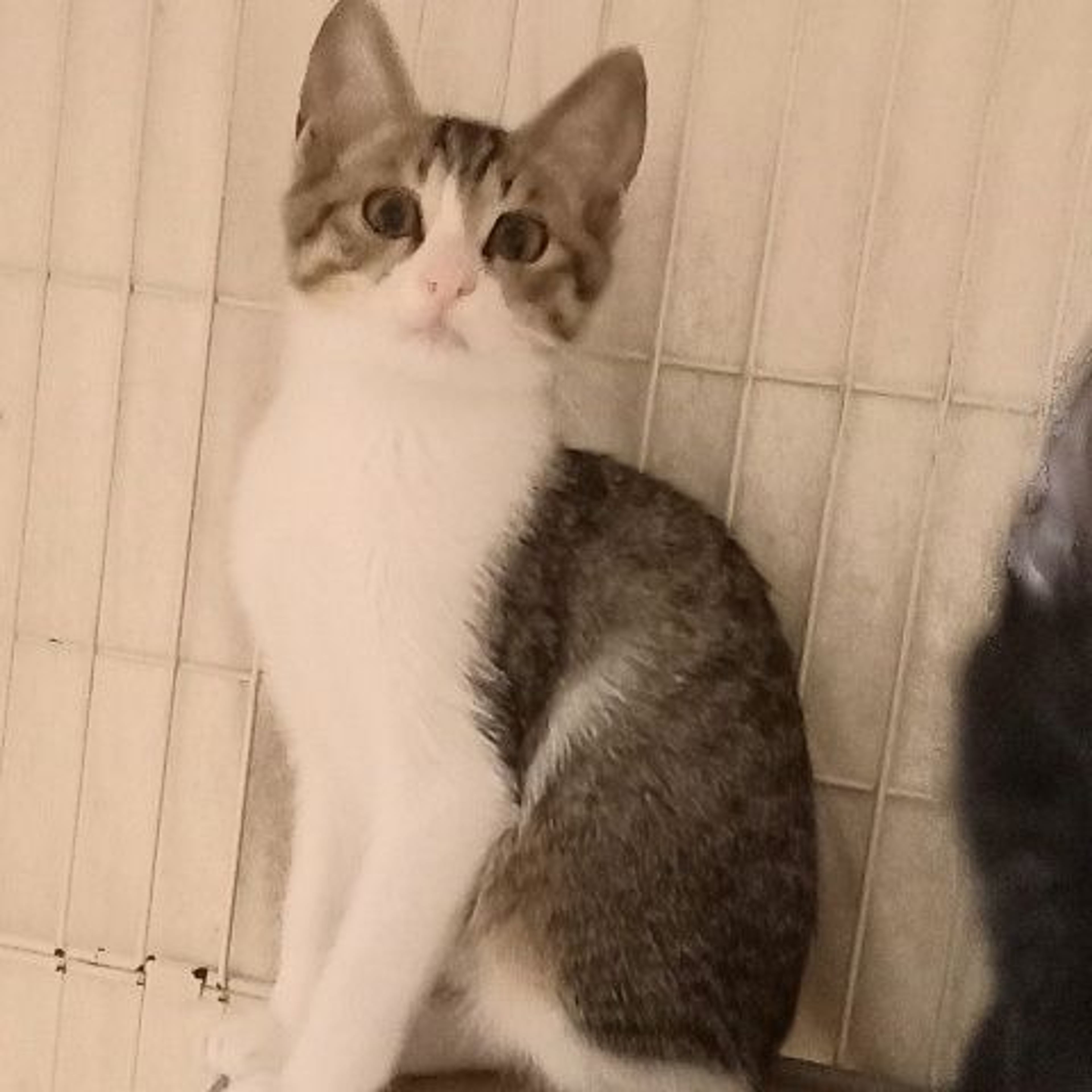 pet-image-4