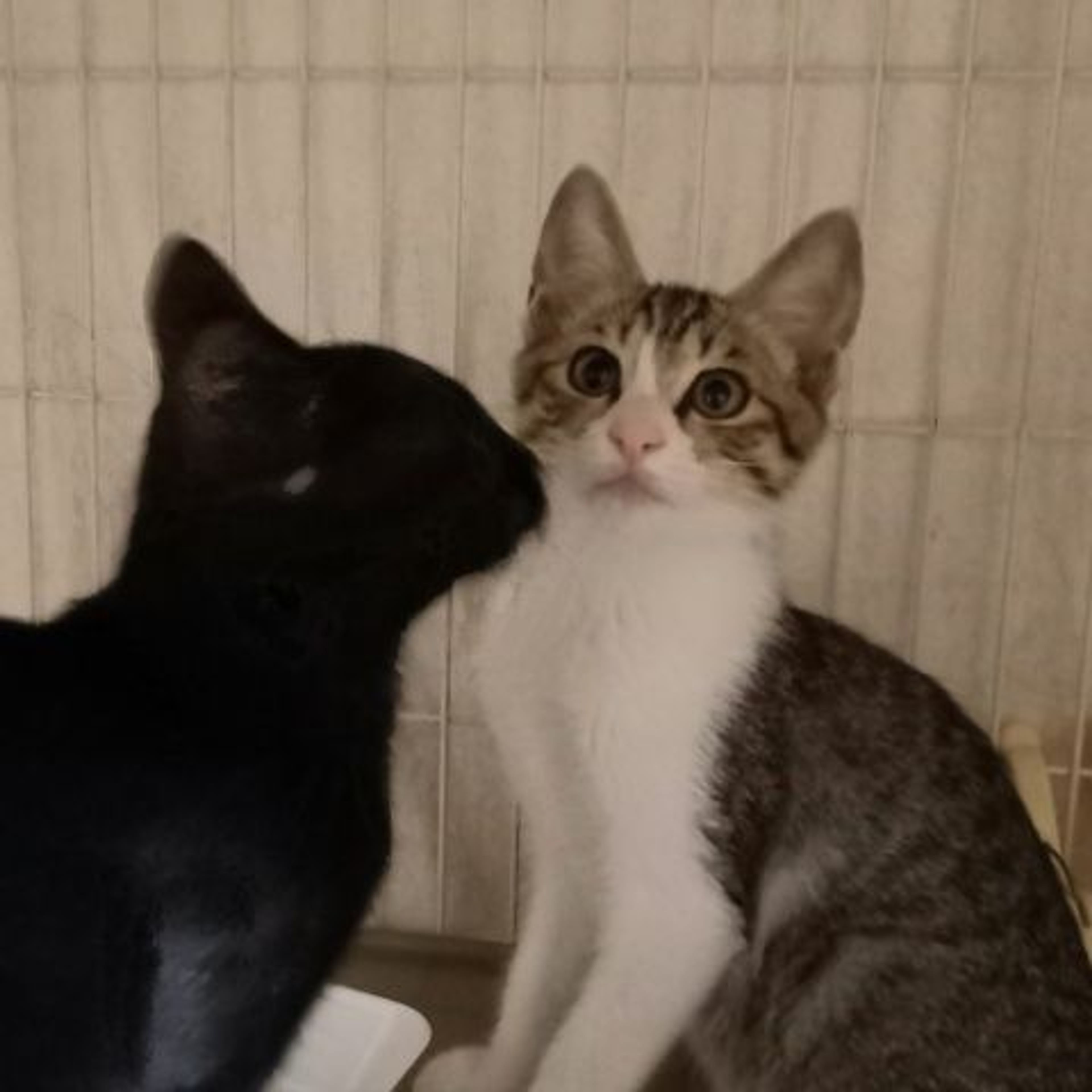 pet-image-5