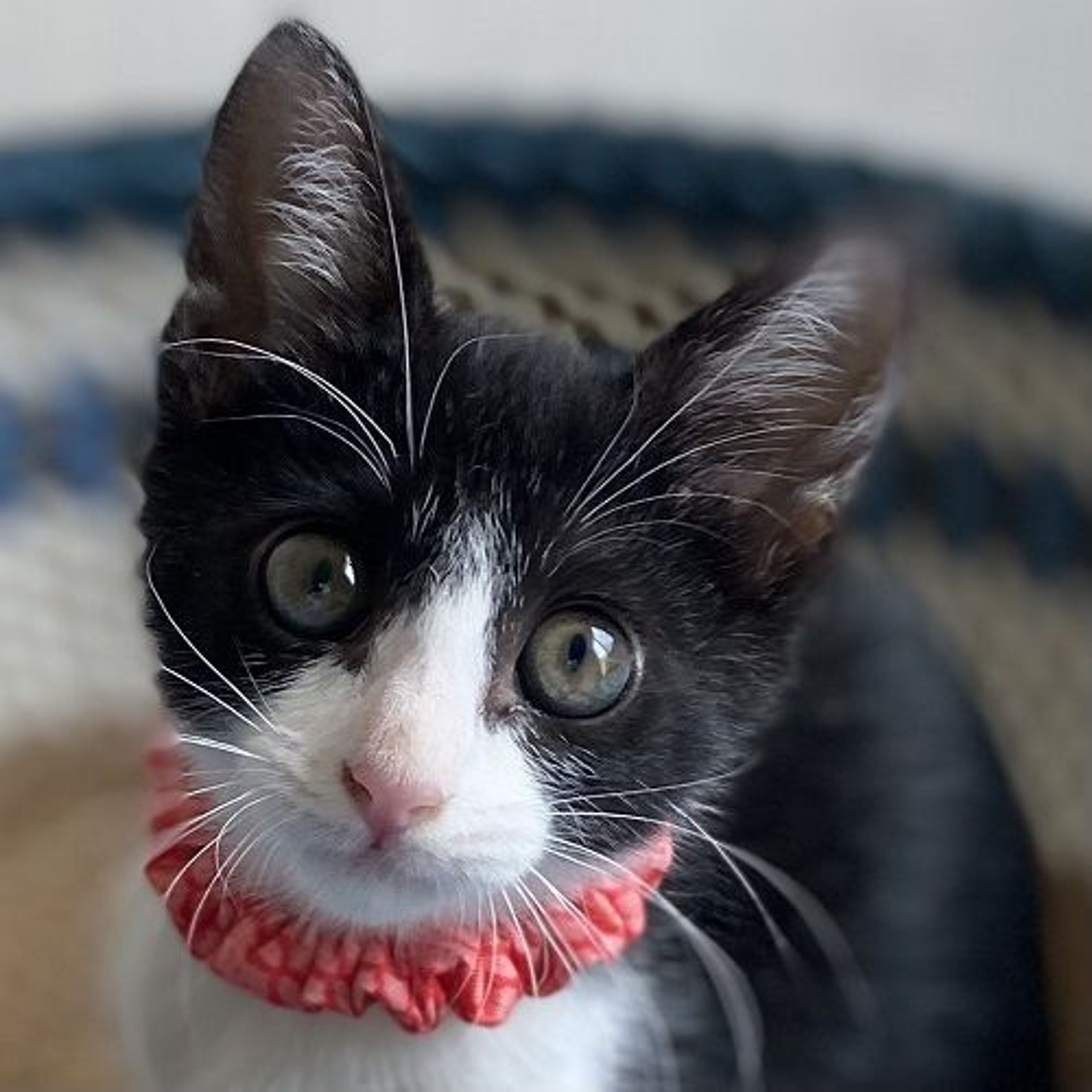 雑種（ミックス猫）・メスの里親募集の写真