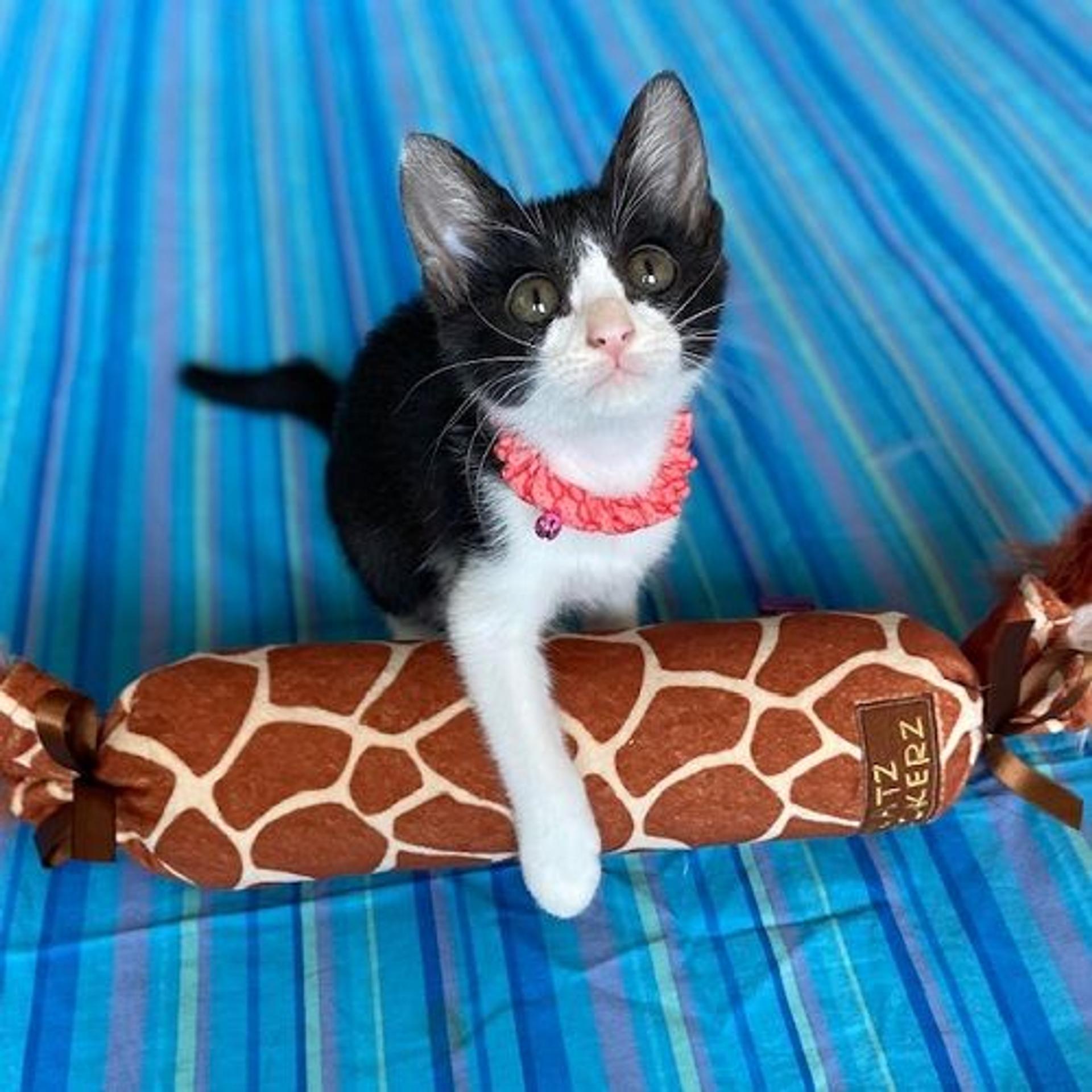 pet-image-3