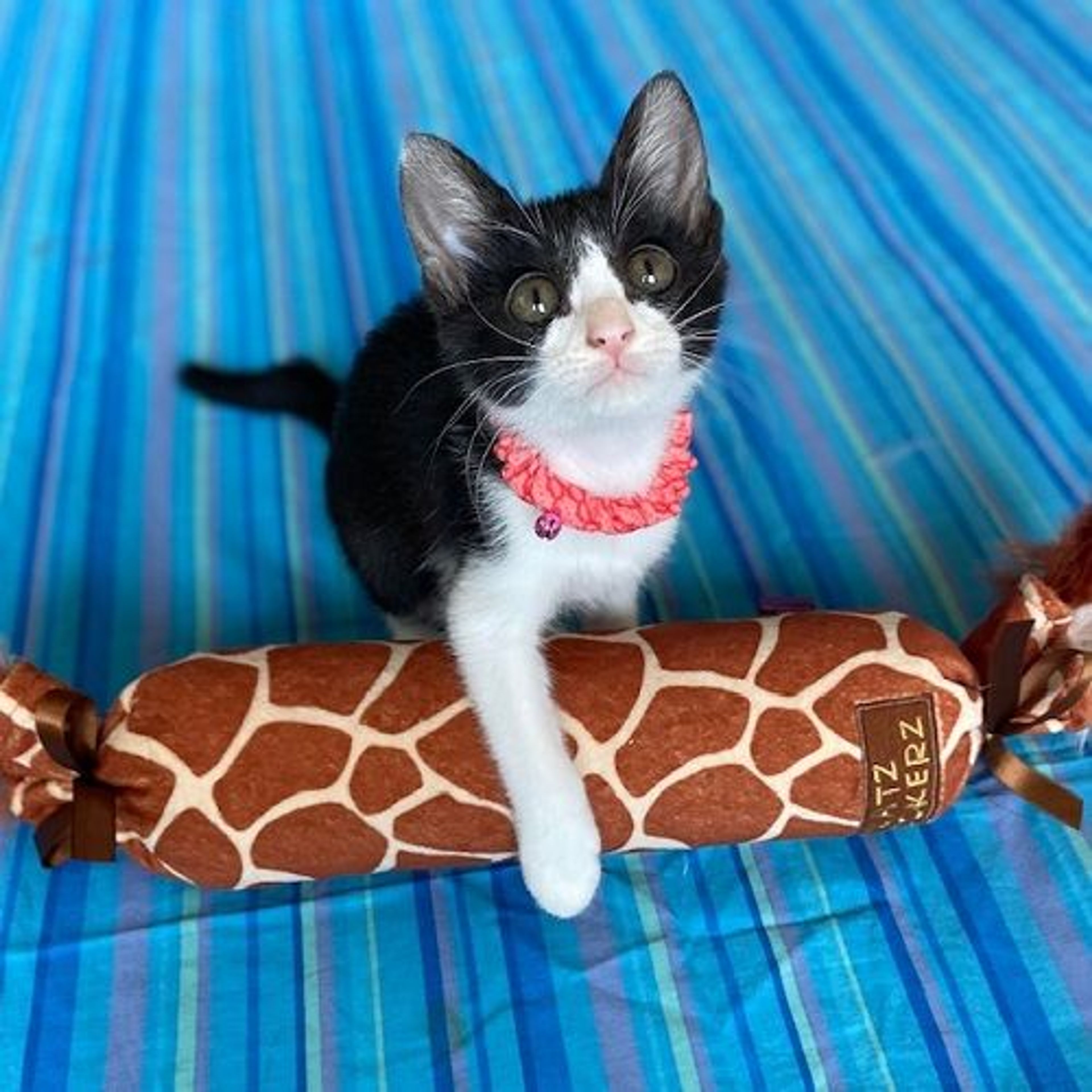pet-image-3