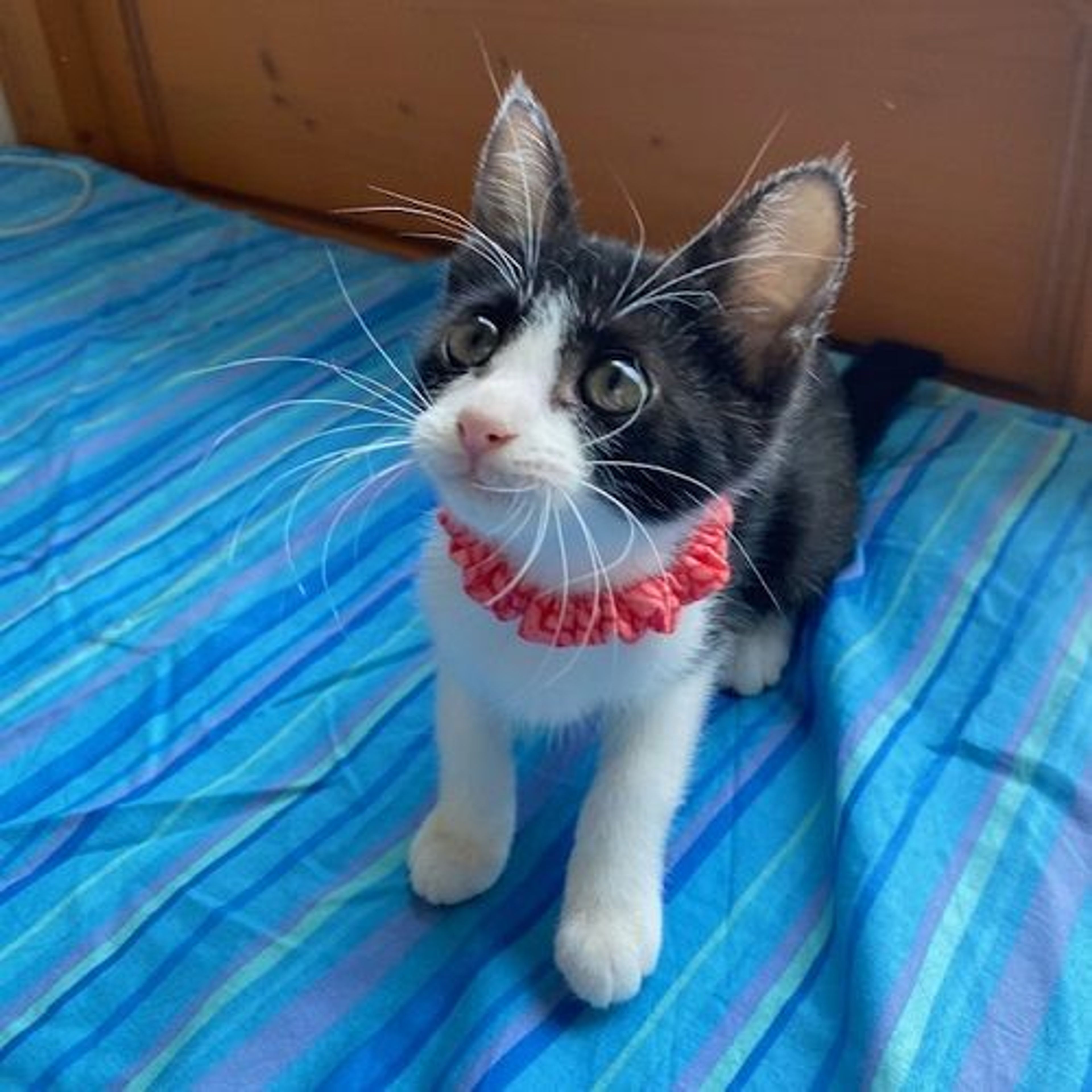 pet-image-4