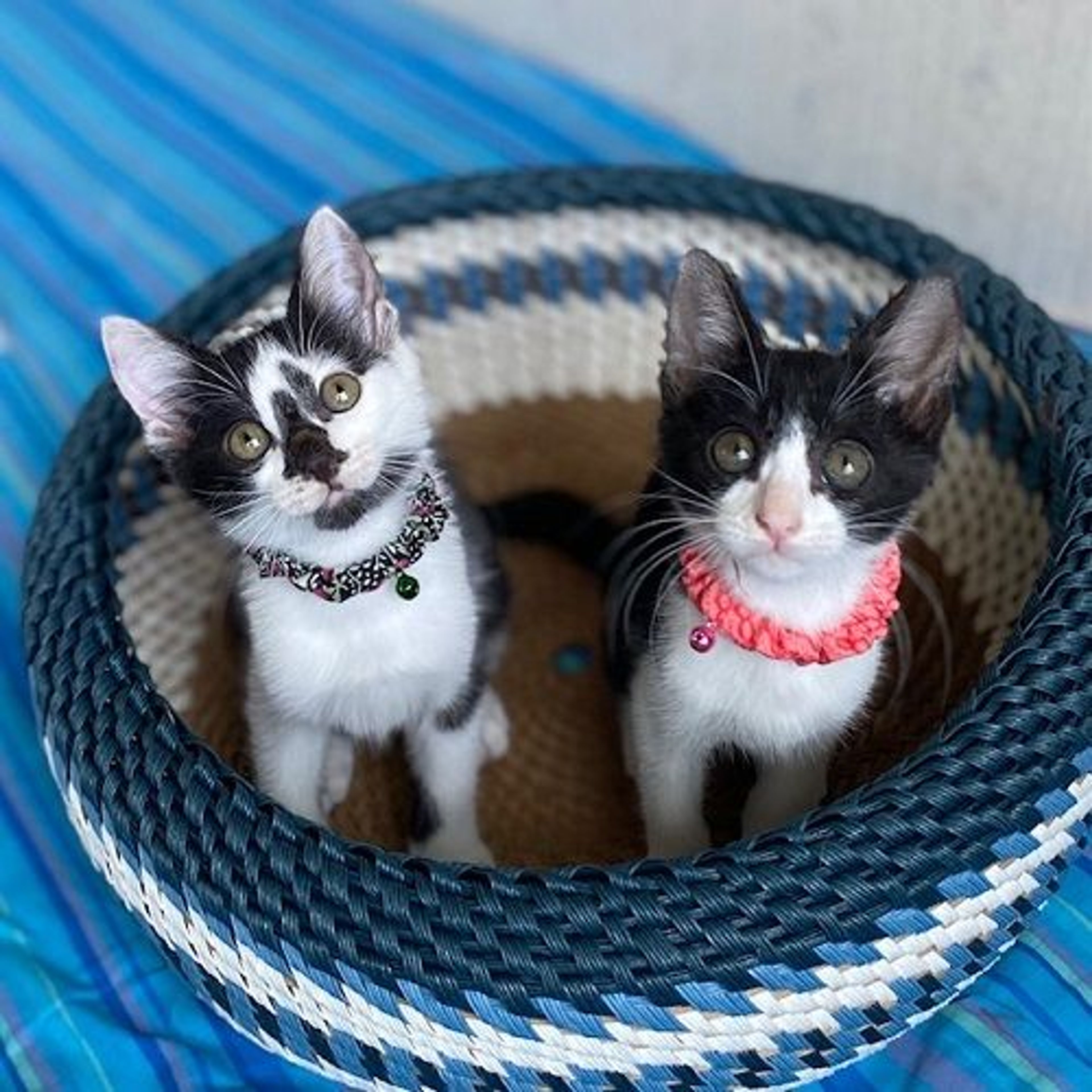 pet-image-5