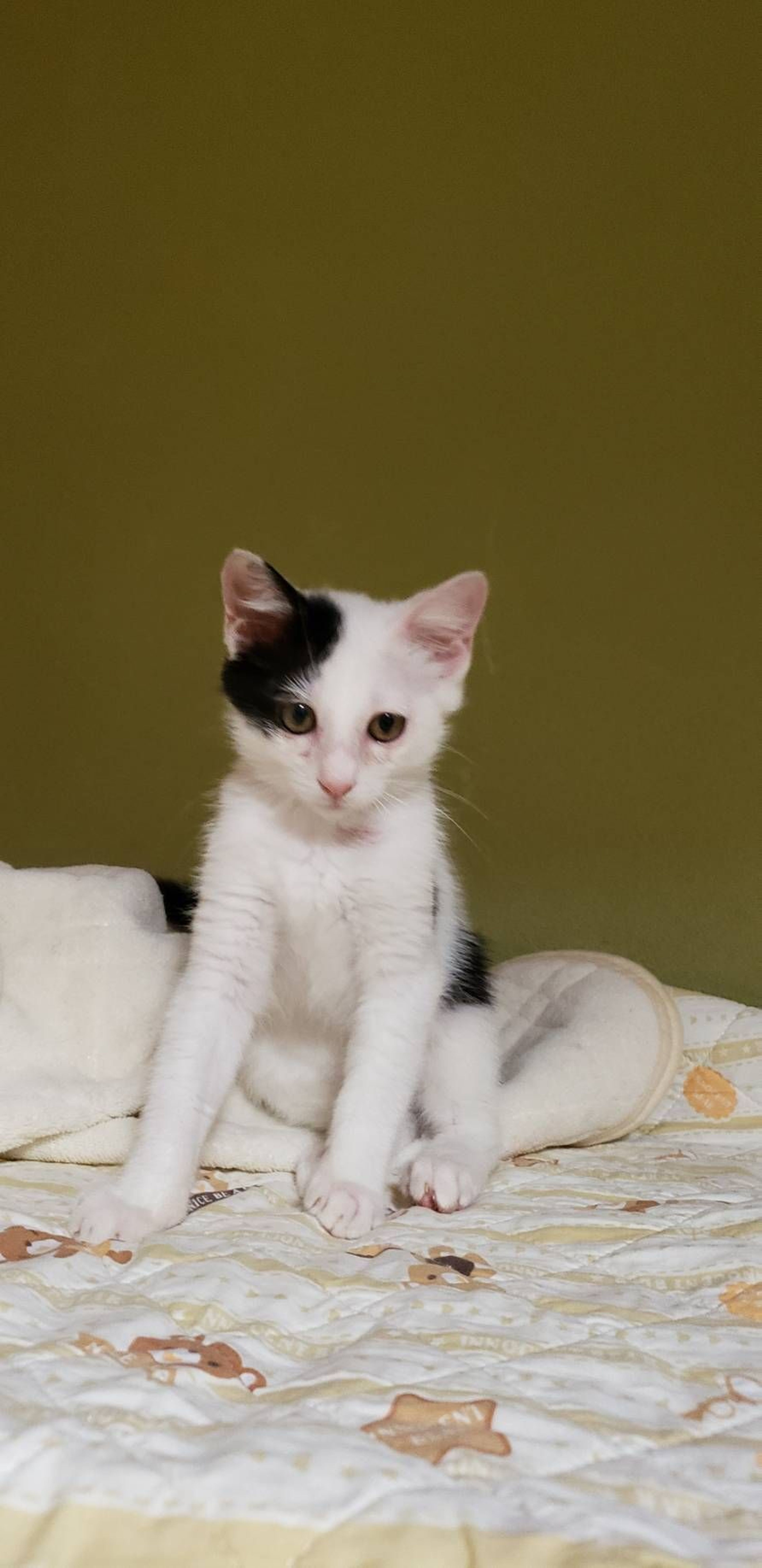 pet-image-3