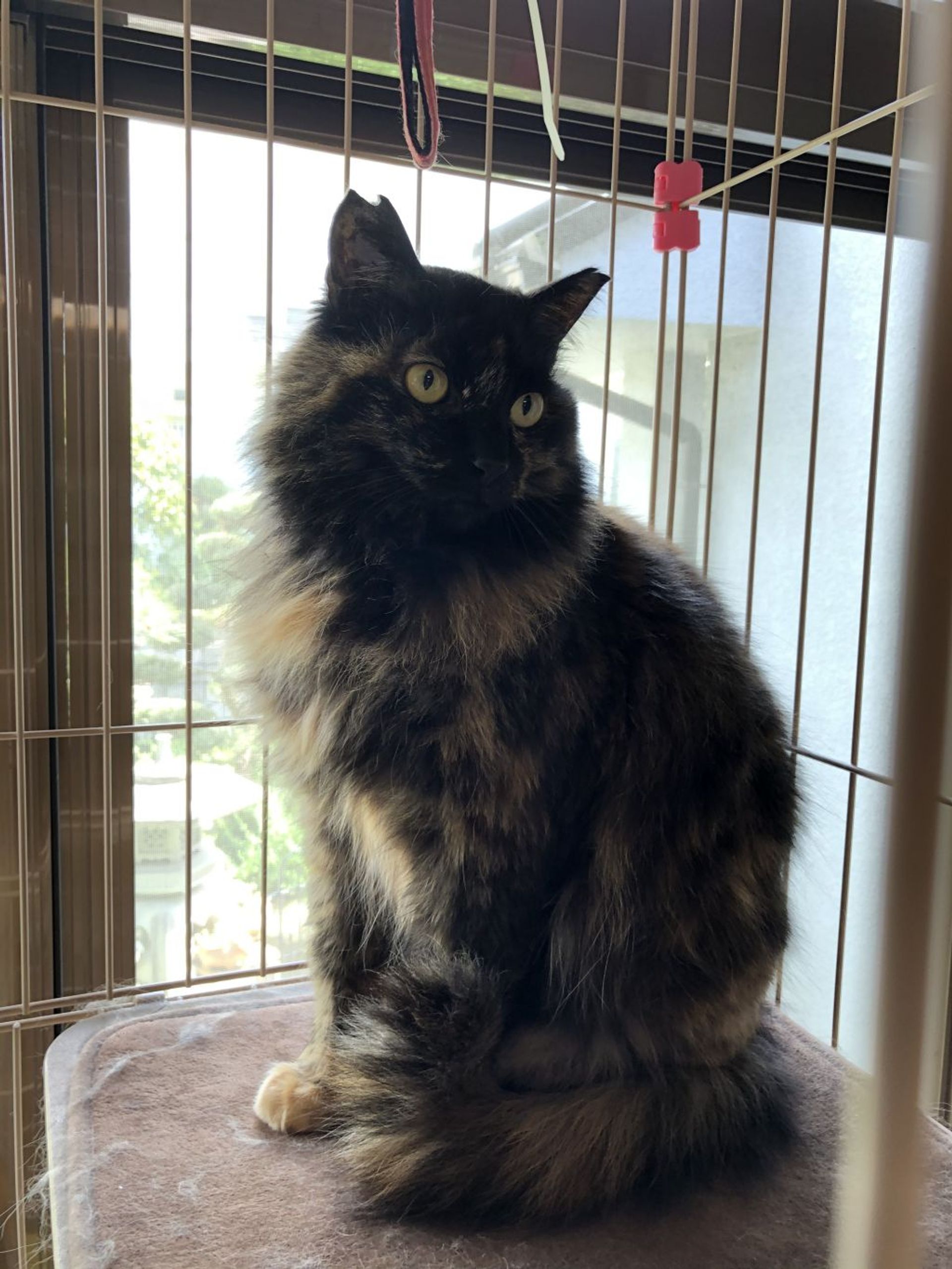 雑種（ミックス猫）・メスの里親募集の写真