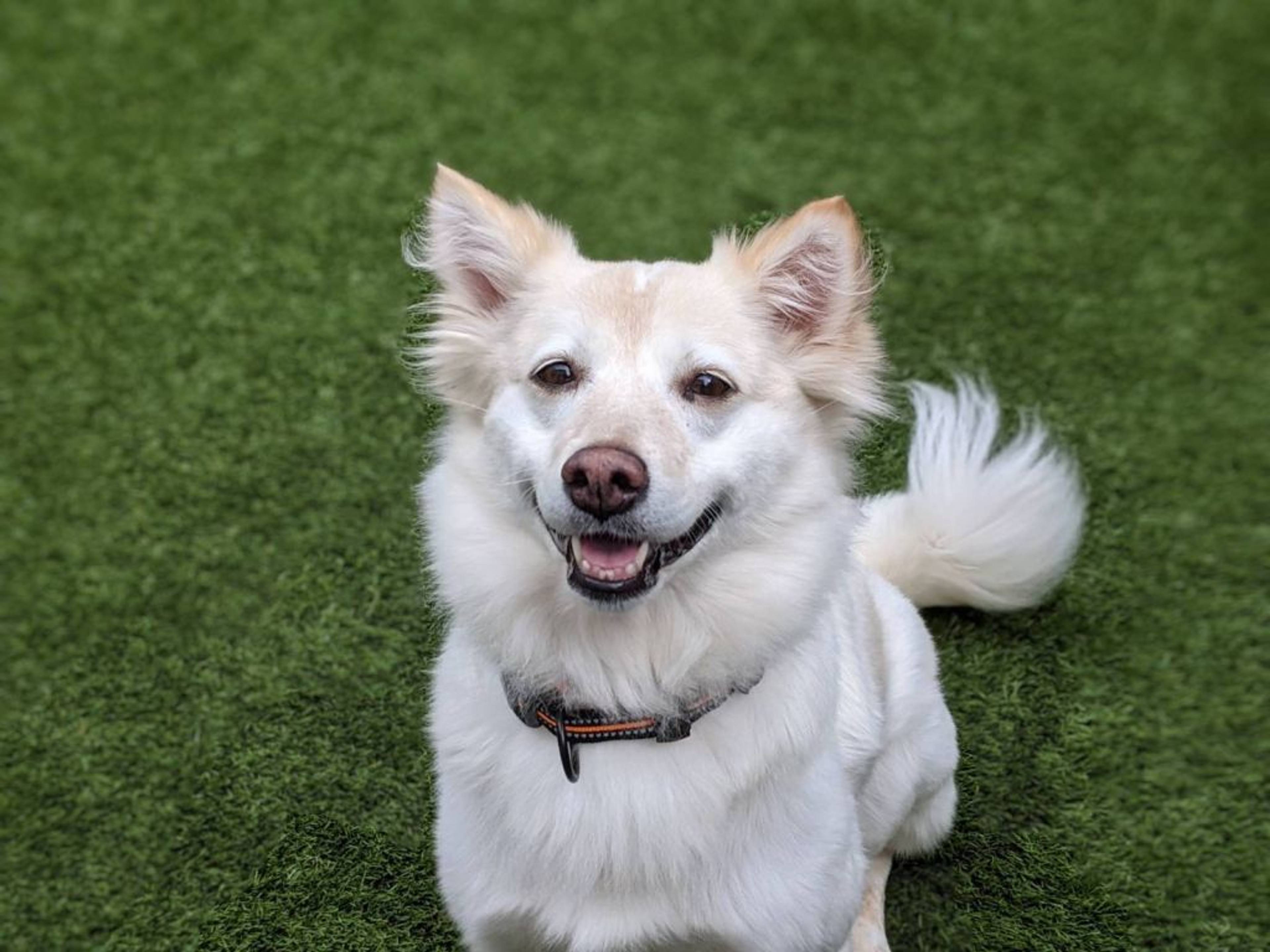 雑種（ミックス犬）・メスの里親募集の写真