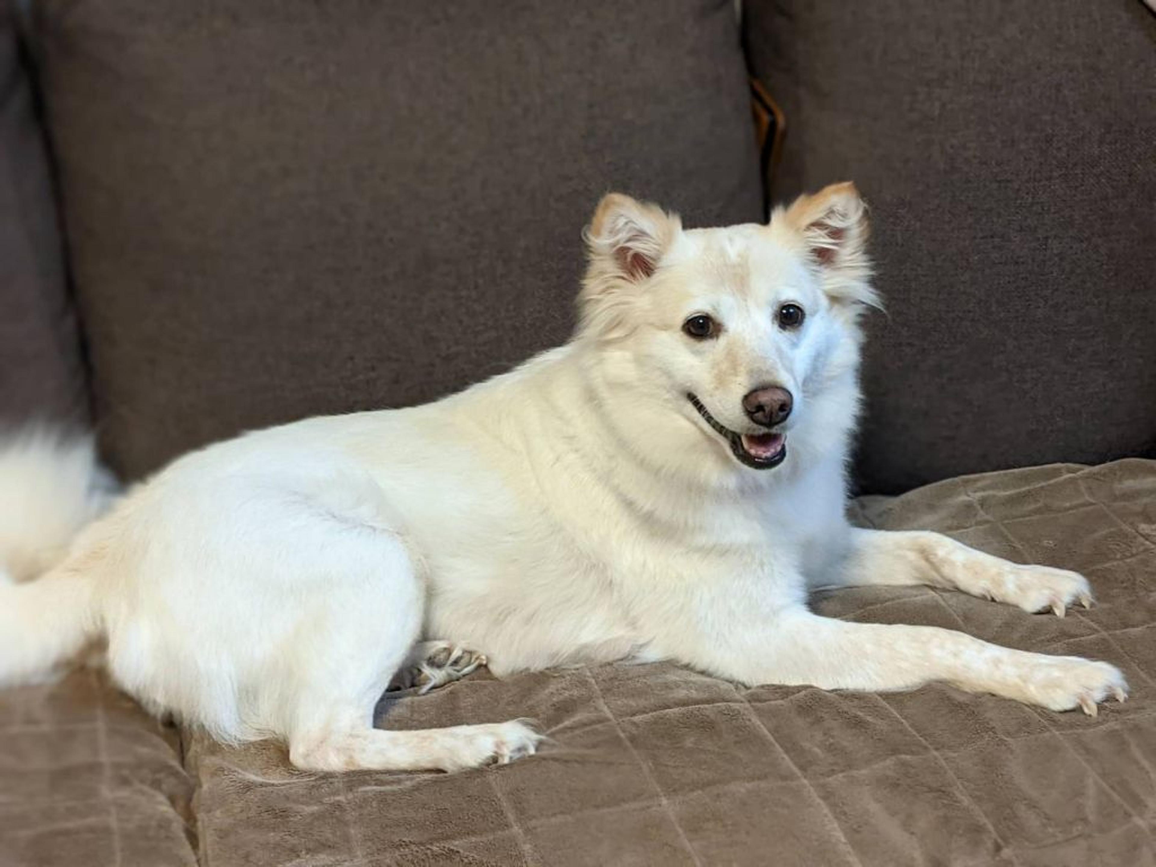 pet-image-3