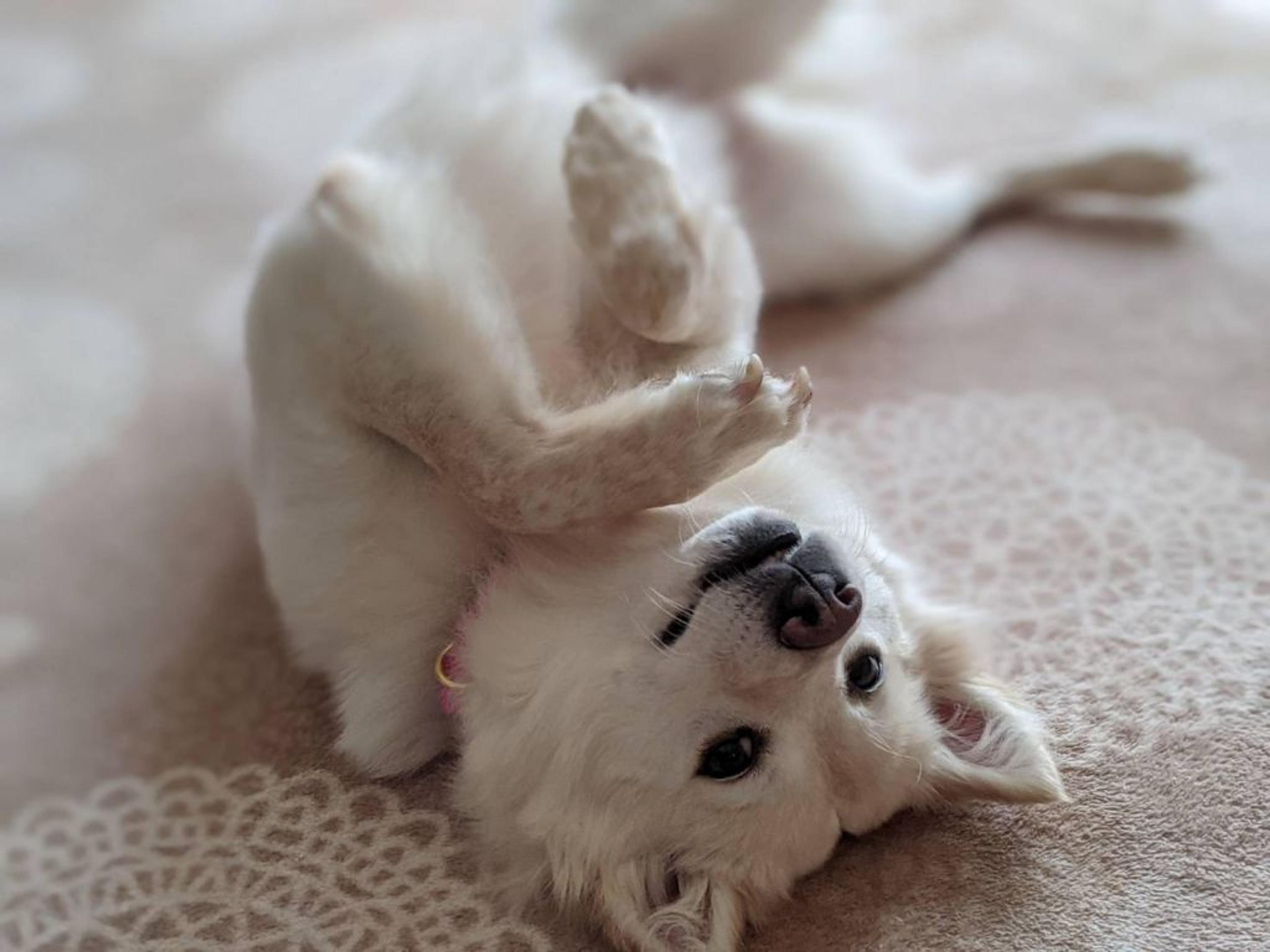 pet-image-4