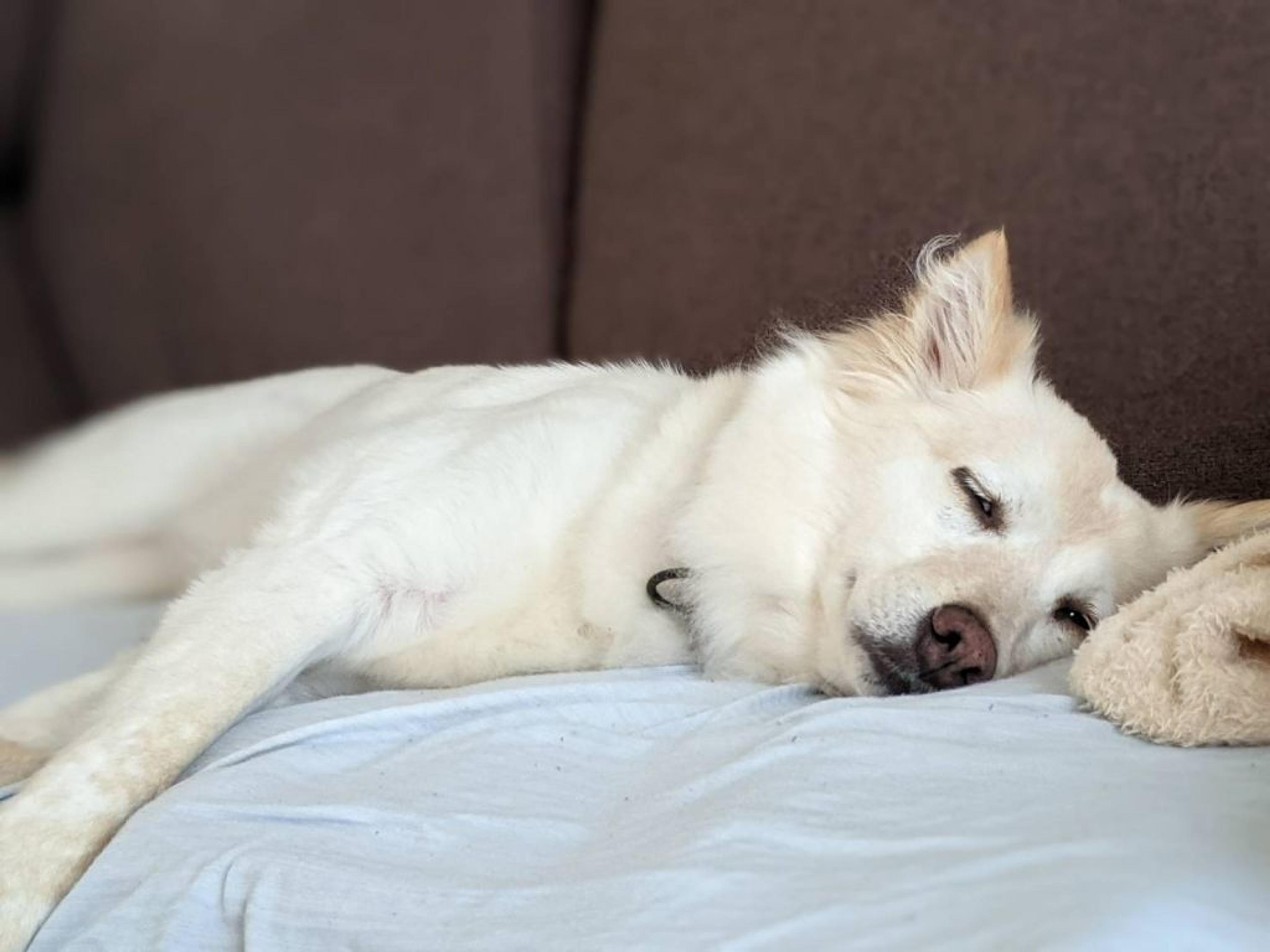 pet-image-5