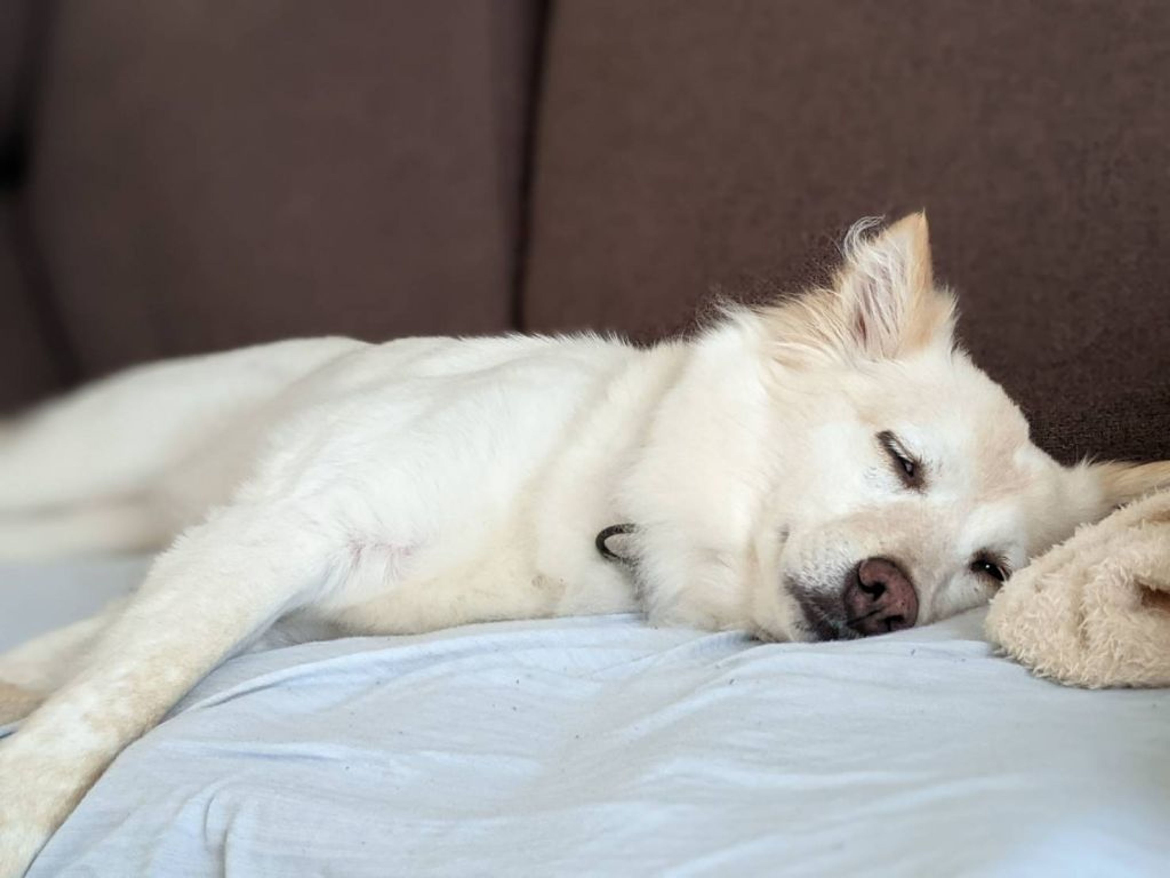 pet-image-5