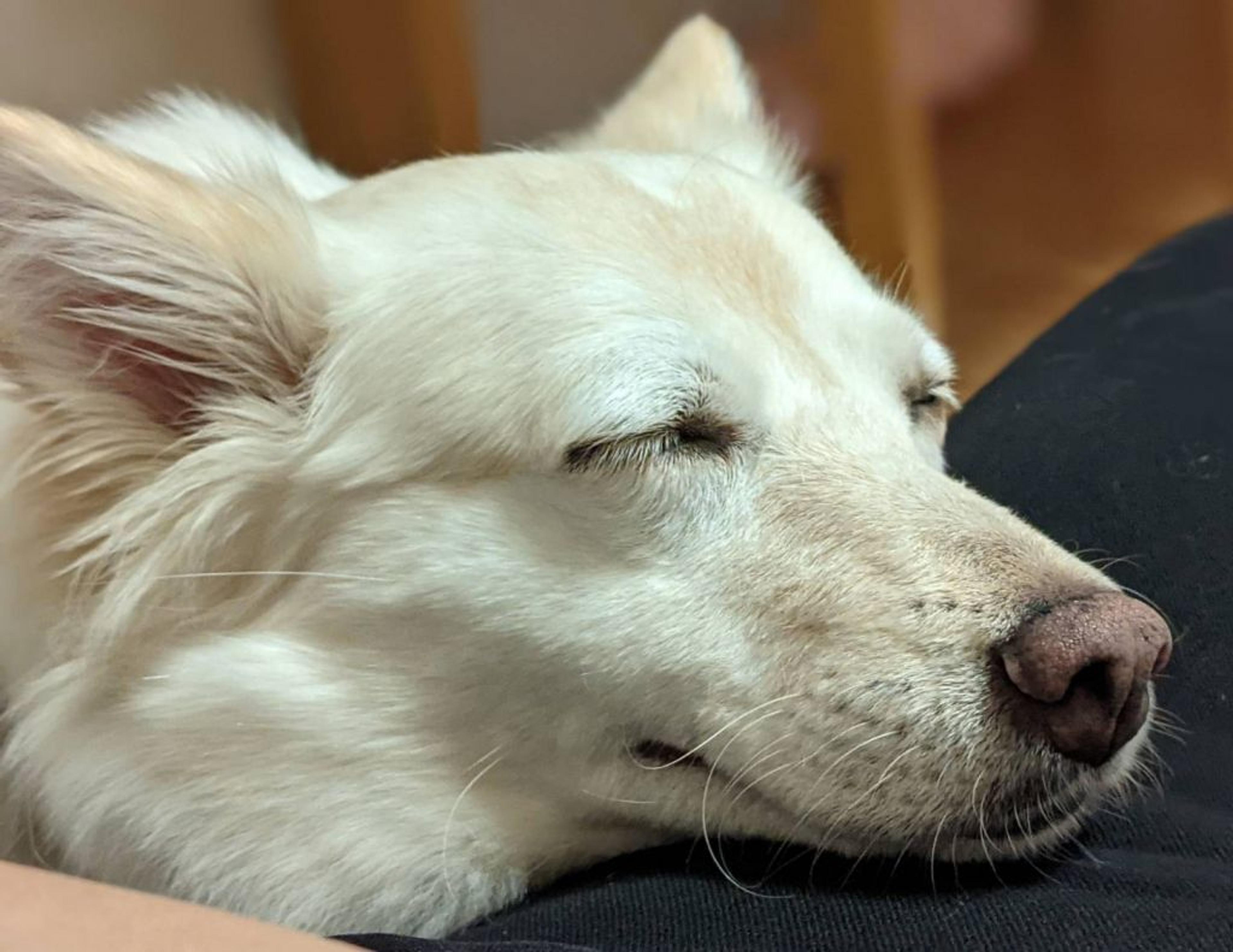 pet-image-7