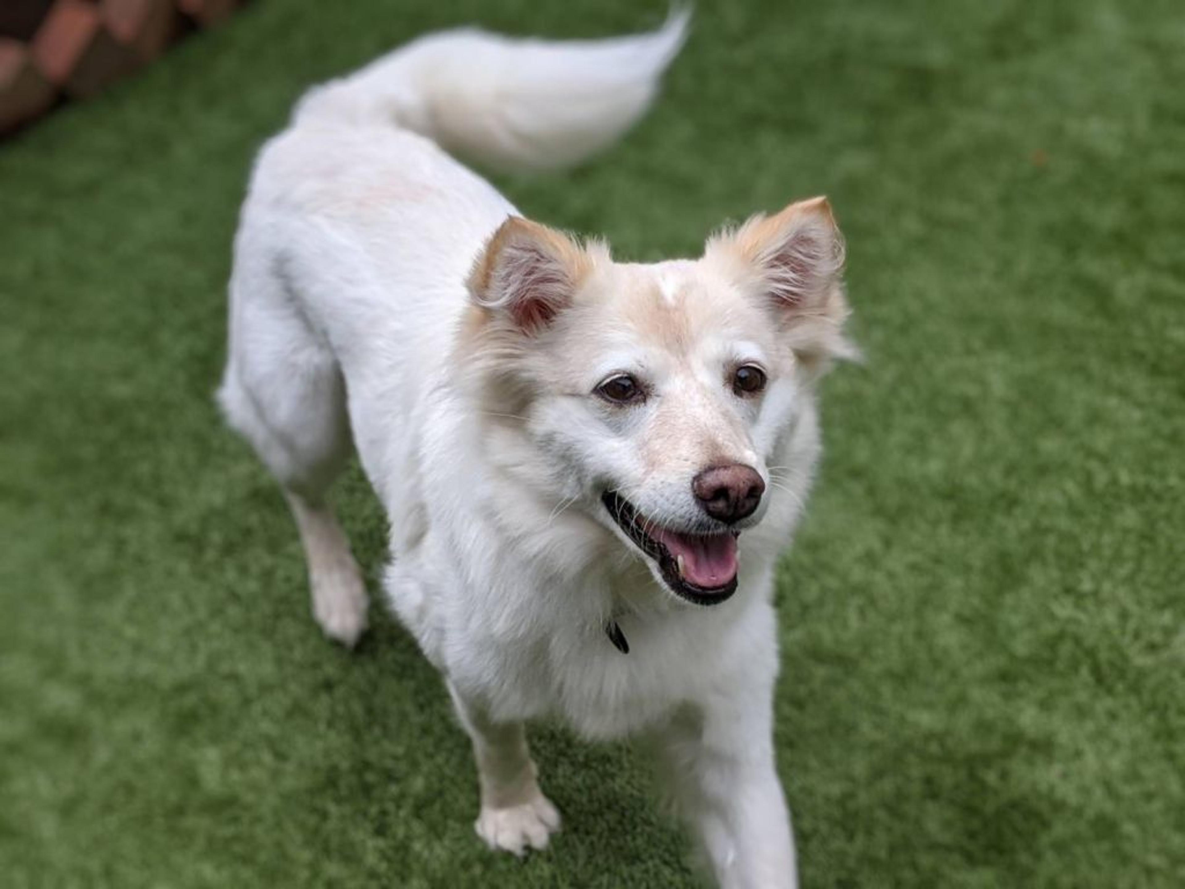 pet-image-8