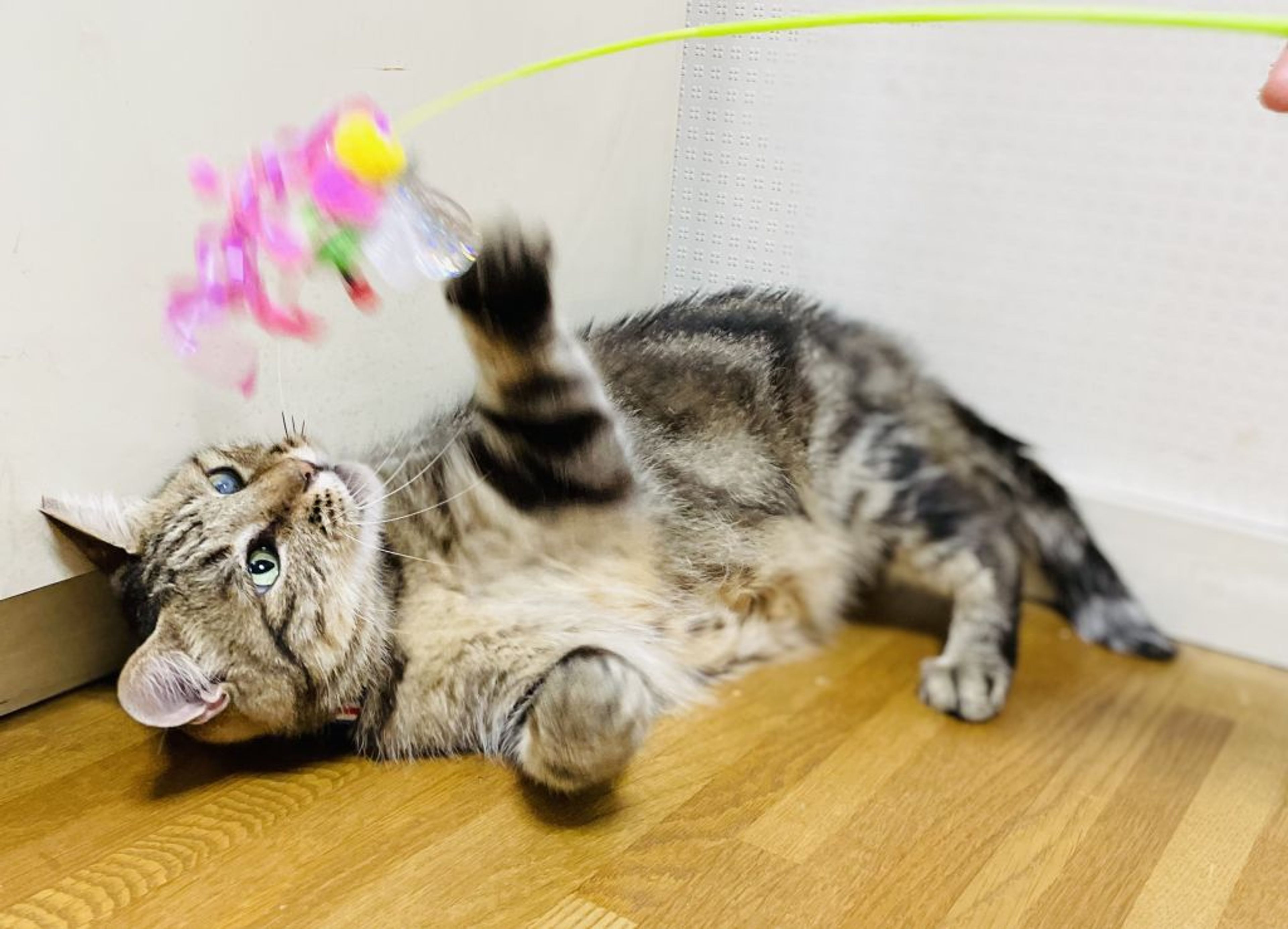 雑種（ミックス猫）・メスの里親募集の写真