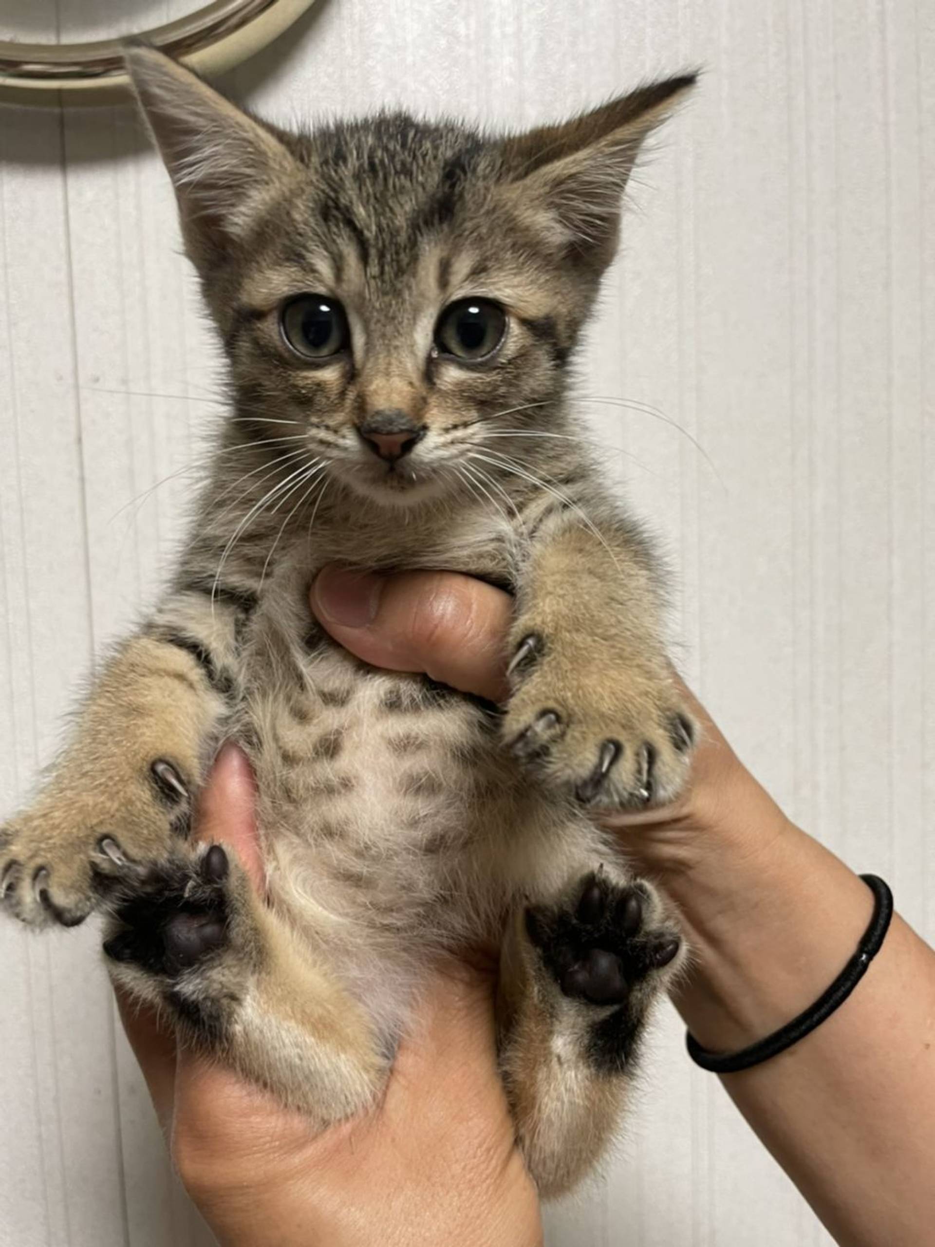 雑種（ミックス猫）・メスの里親募集の写真