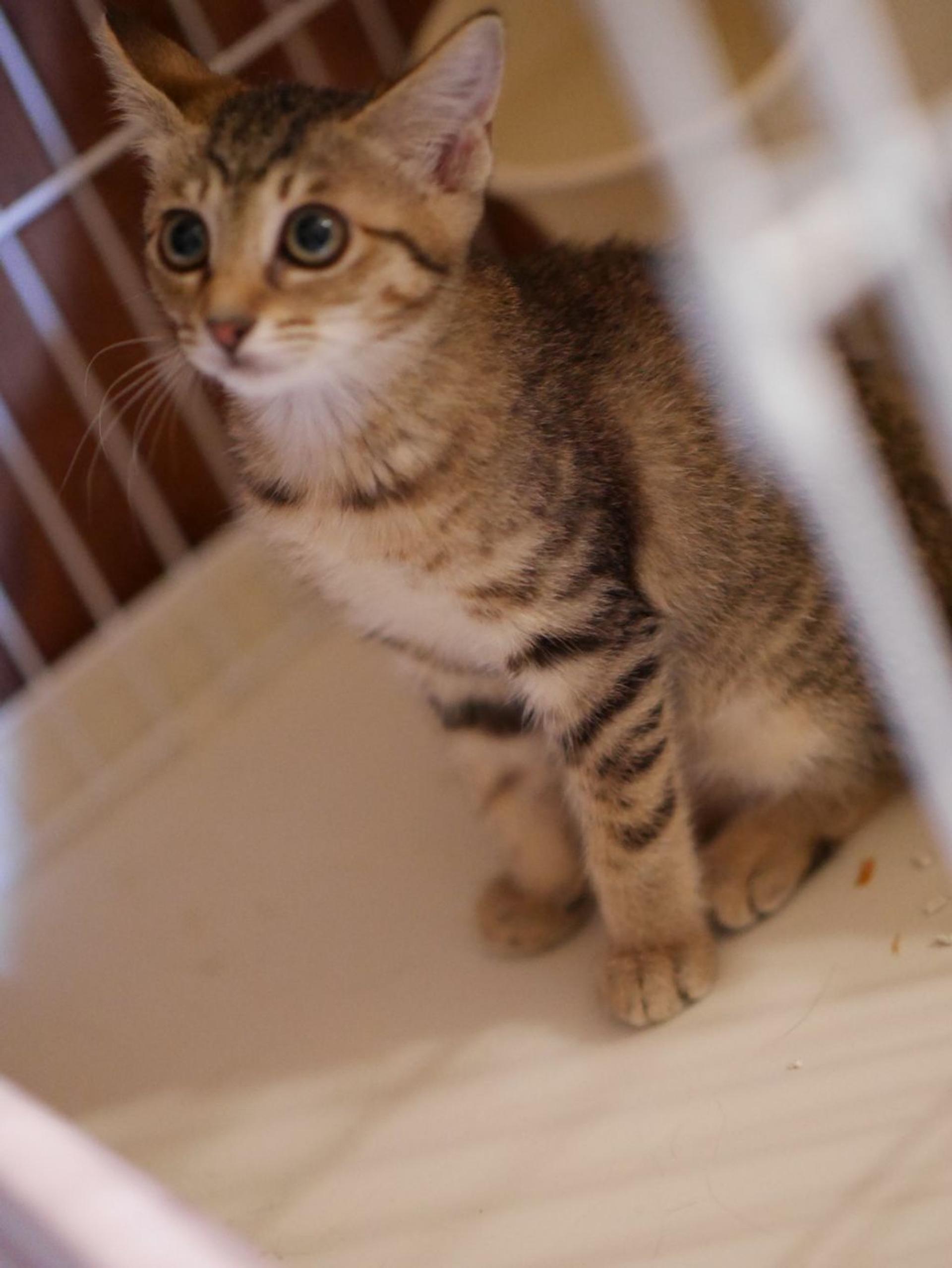 pet-image-4