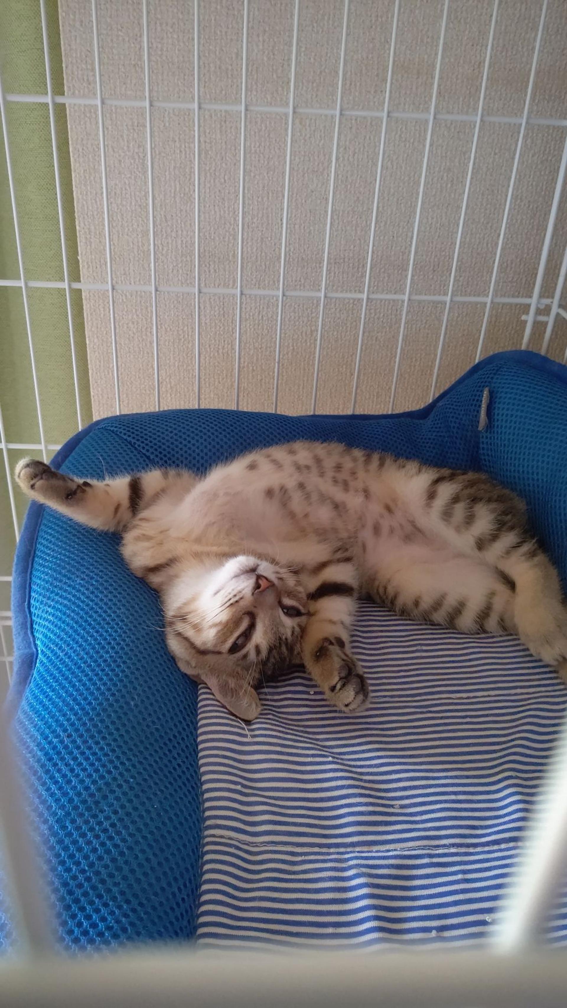 pet-image-5