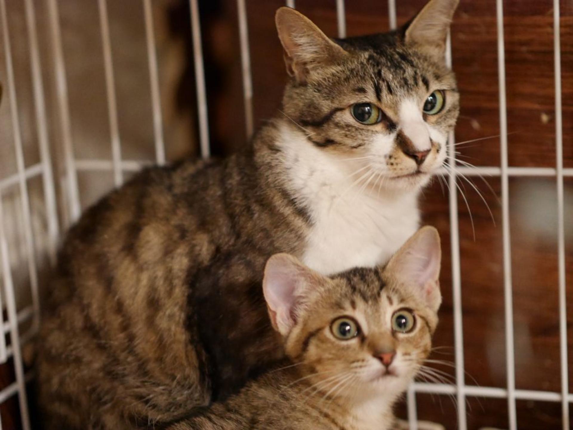 pet-image-7