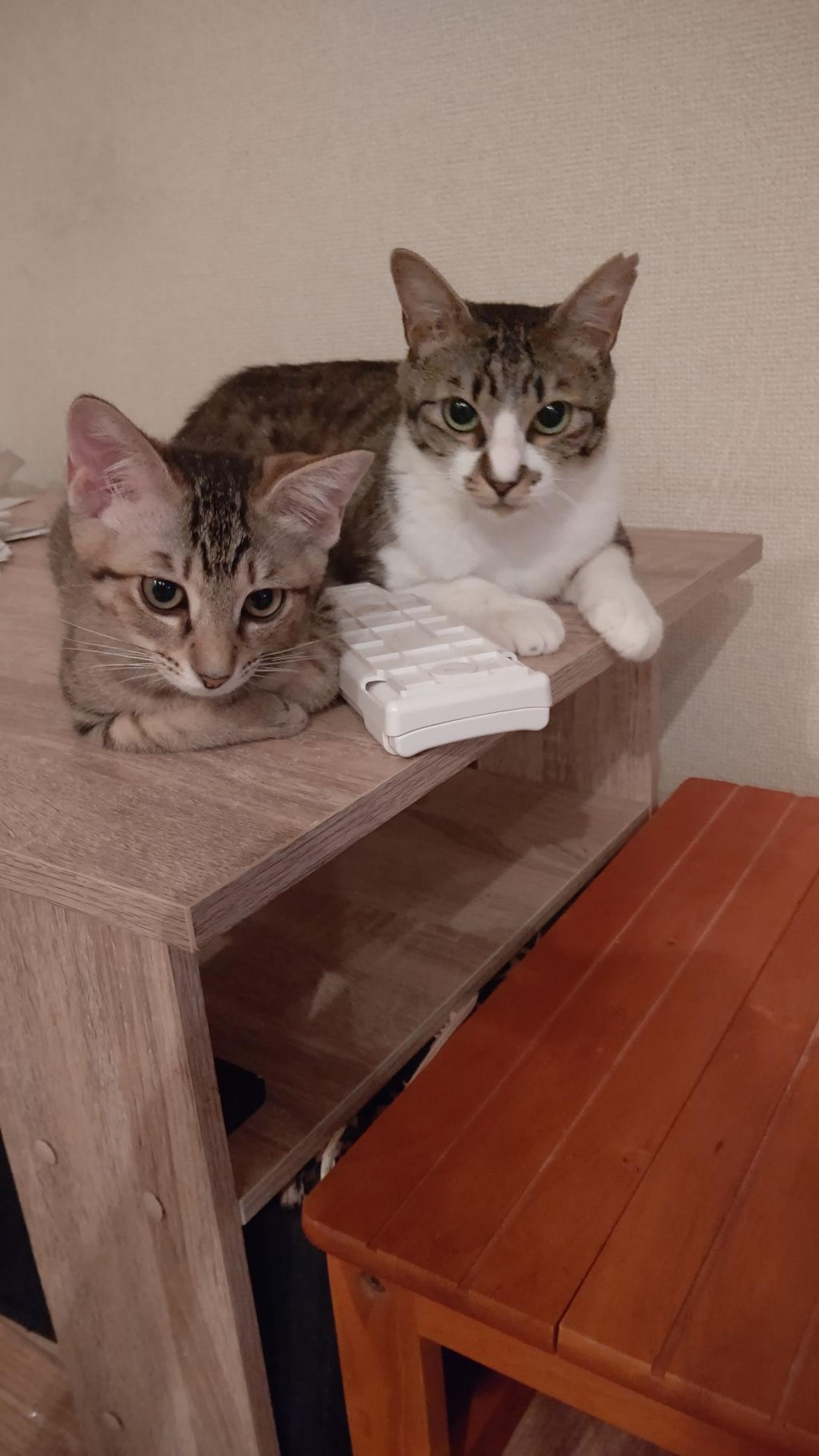 pet-image-3