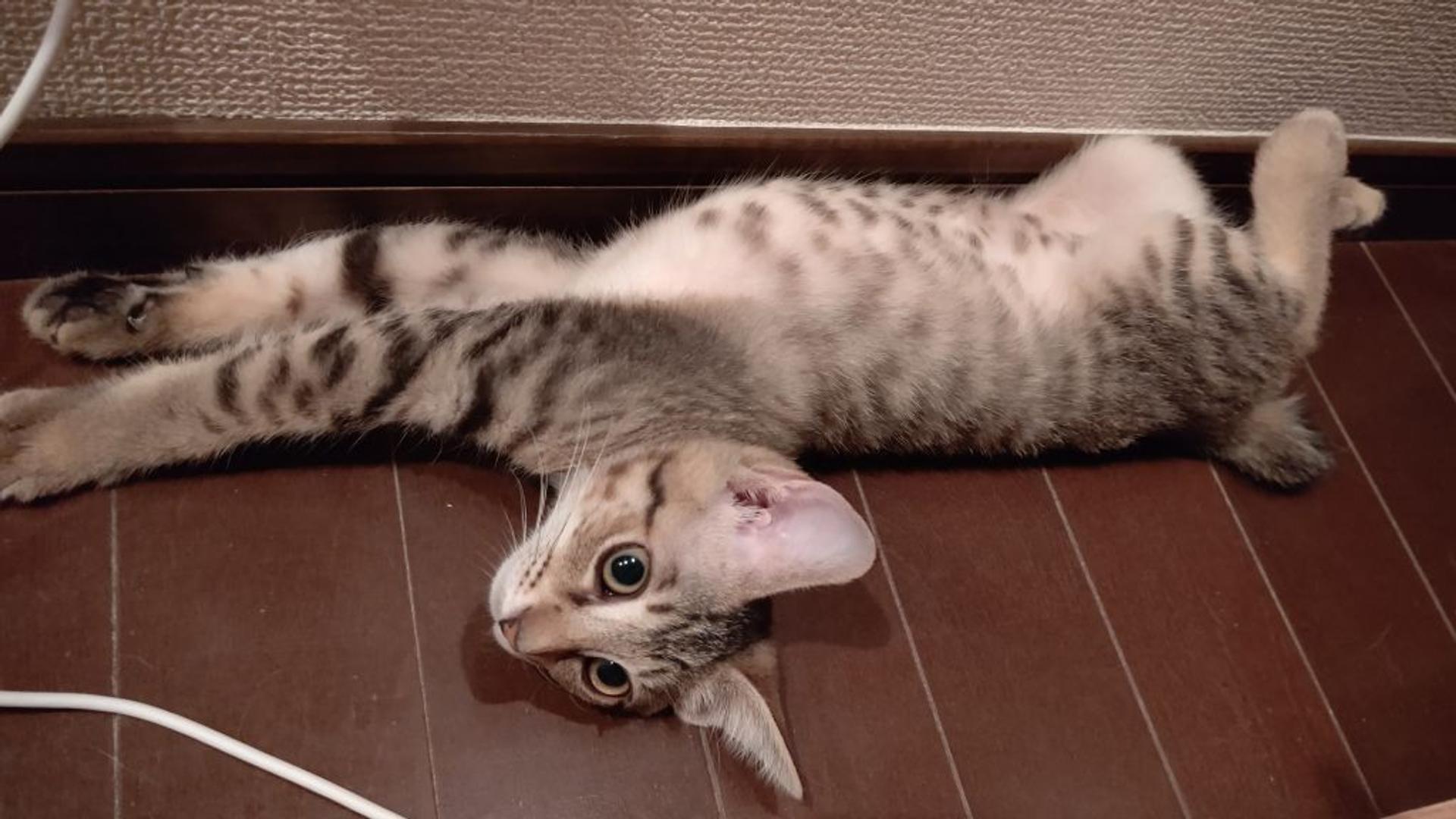 pet-image-6