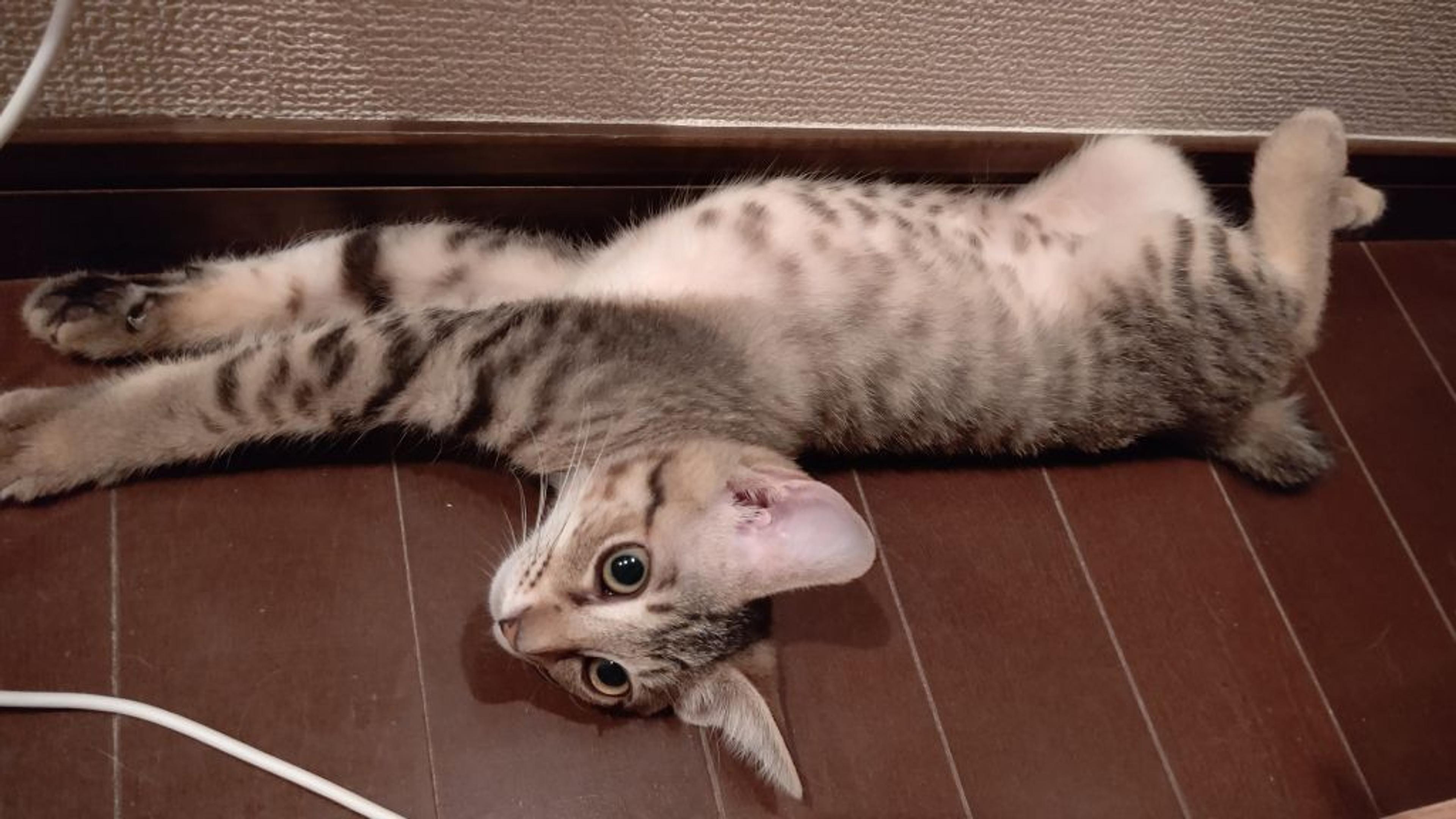 pet-image-6