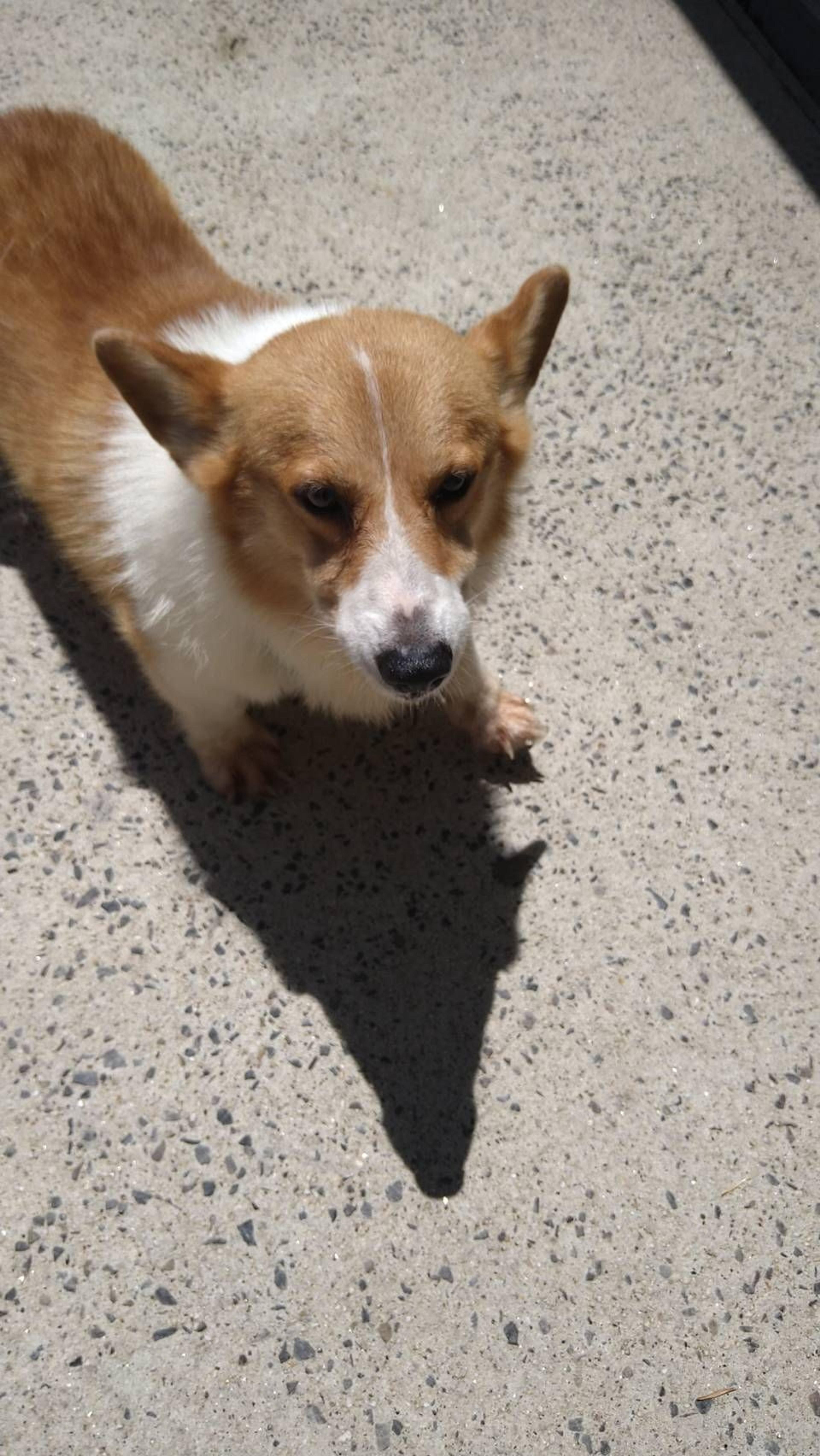 pet-image-2
