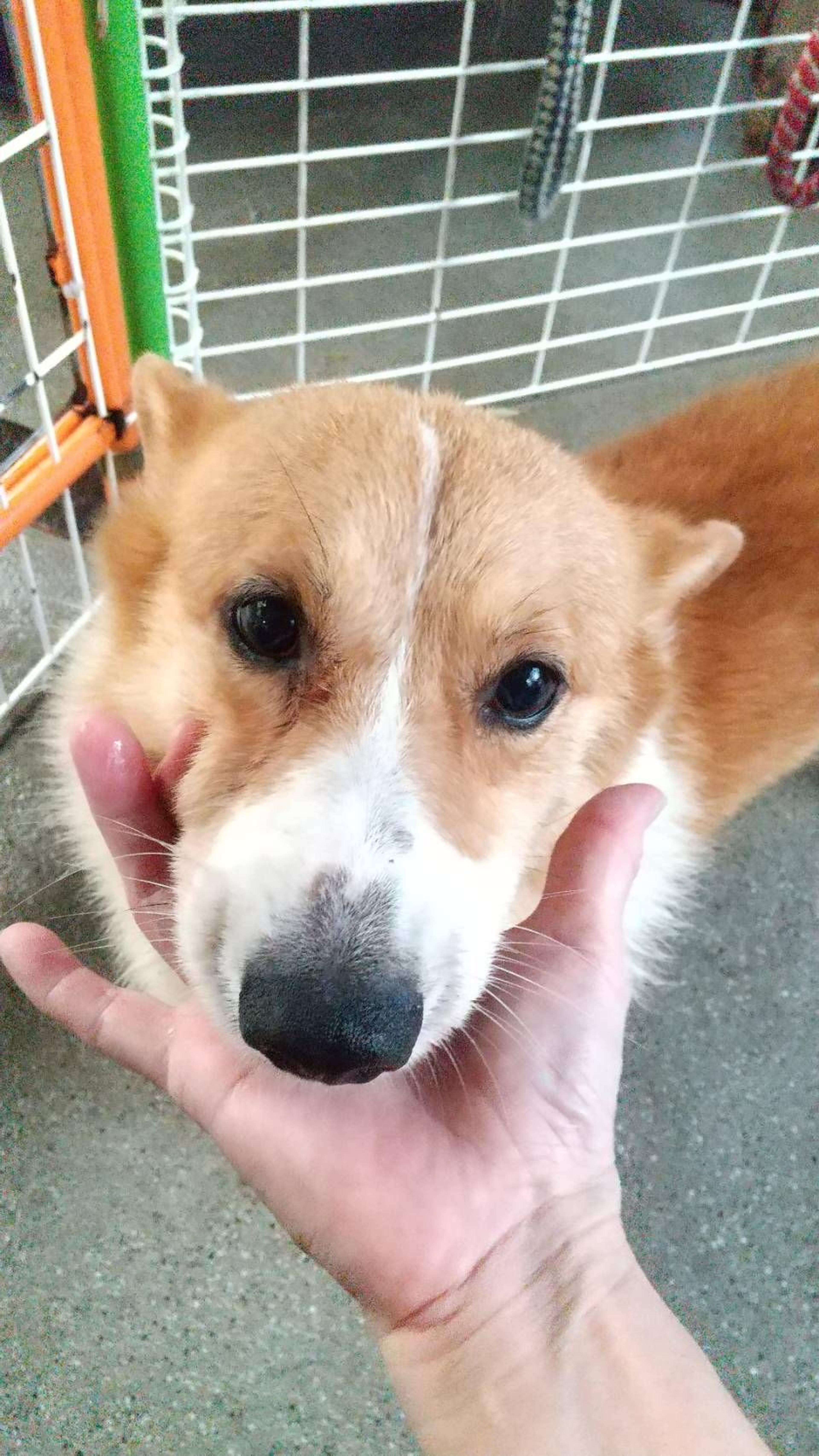pet-image-3