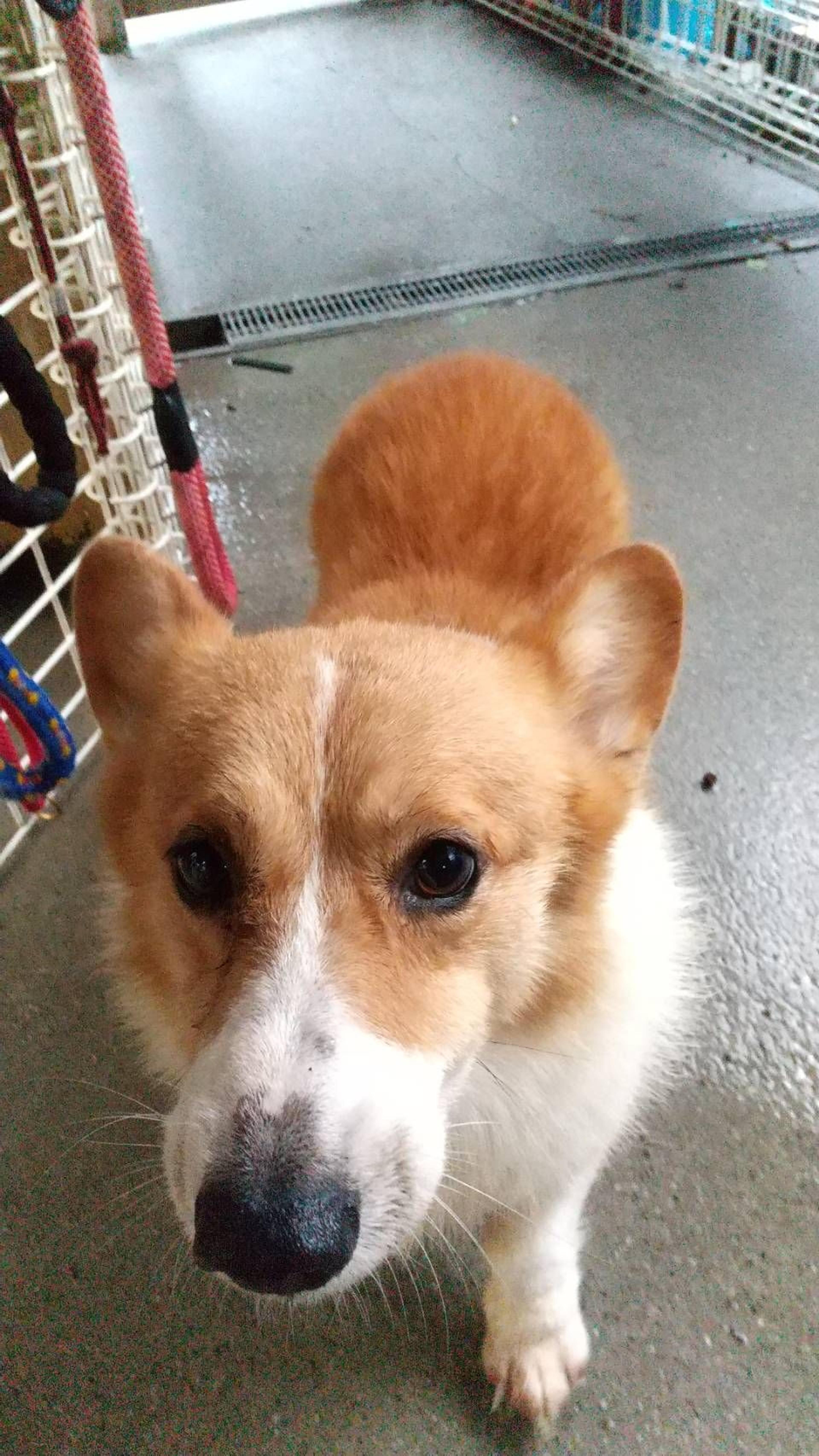 pet-image-5