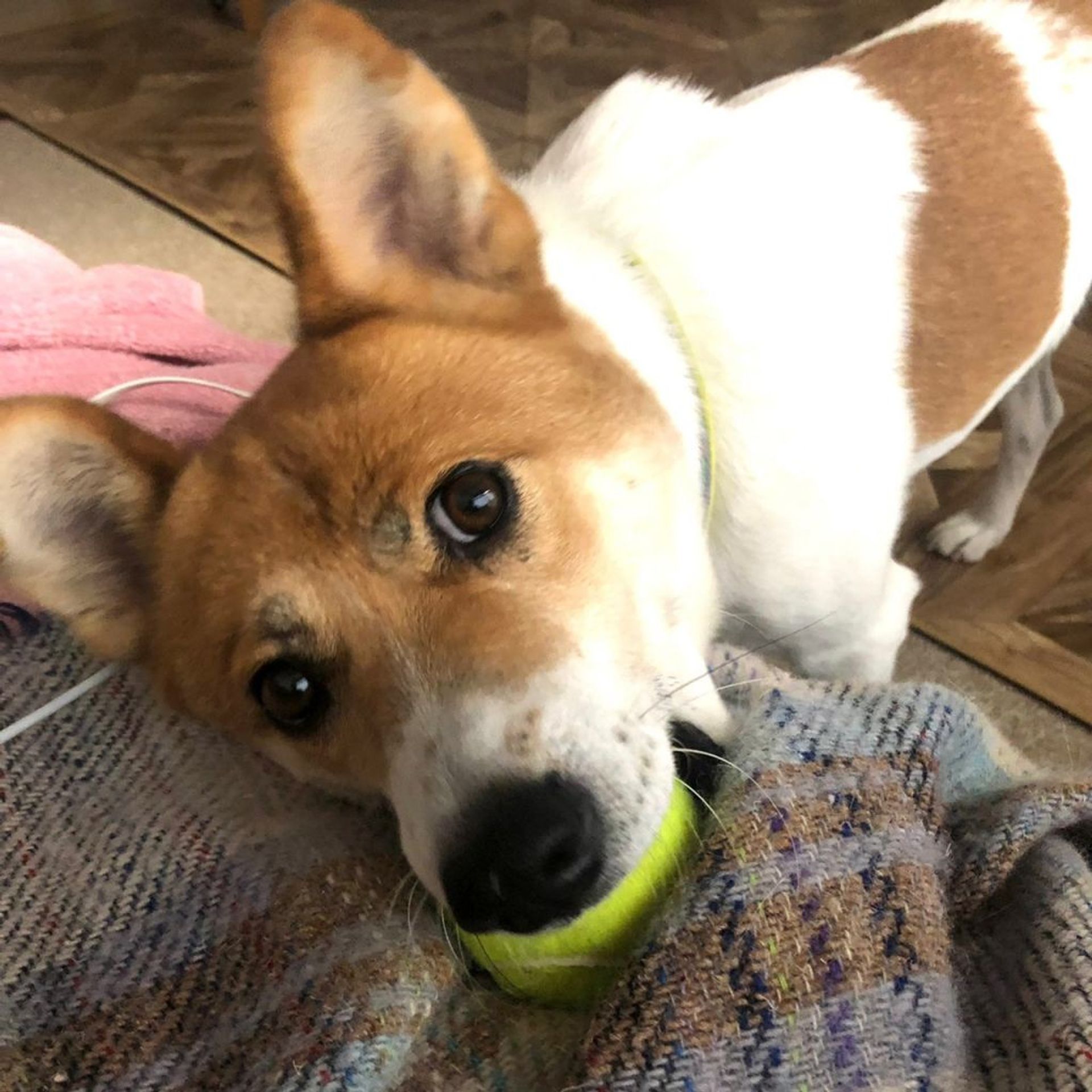 雑種（ミックス犬）・オスの里親募集の写真