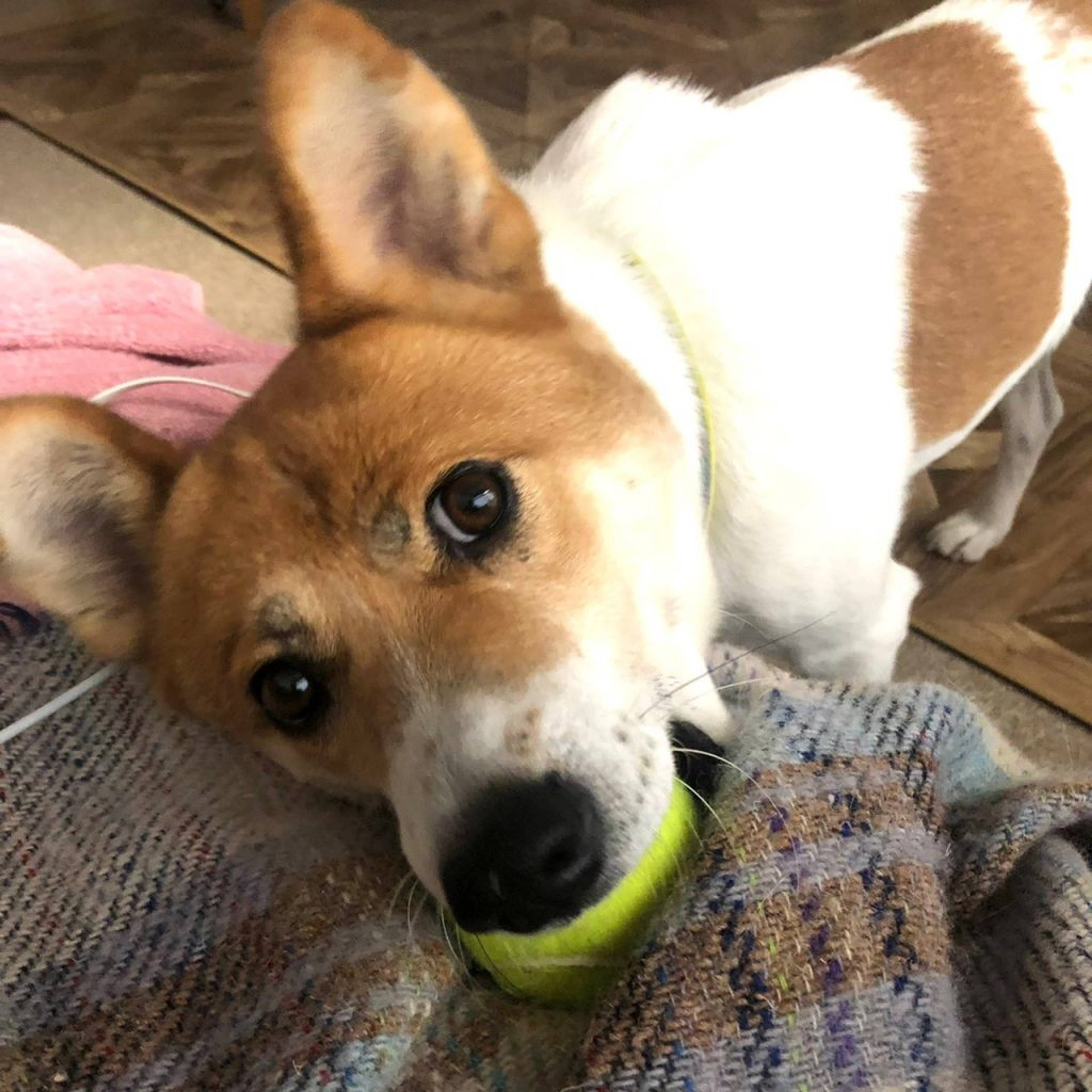 雑種（ミックス犬）・オスの里親募集の写真