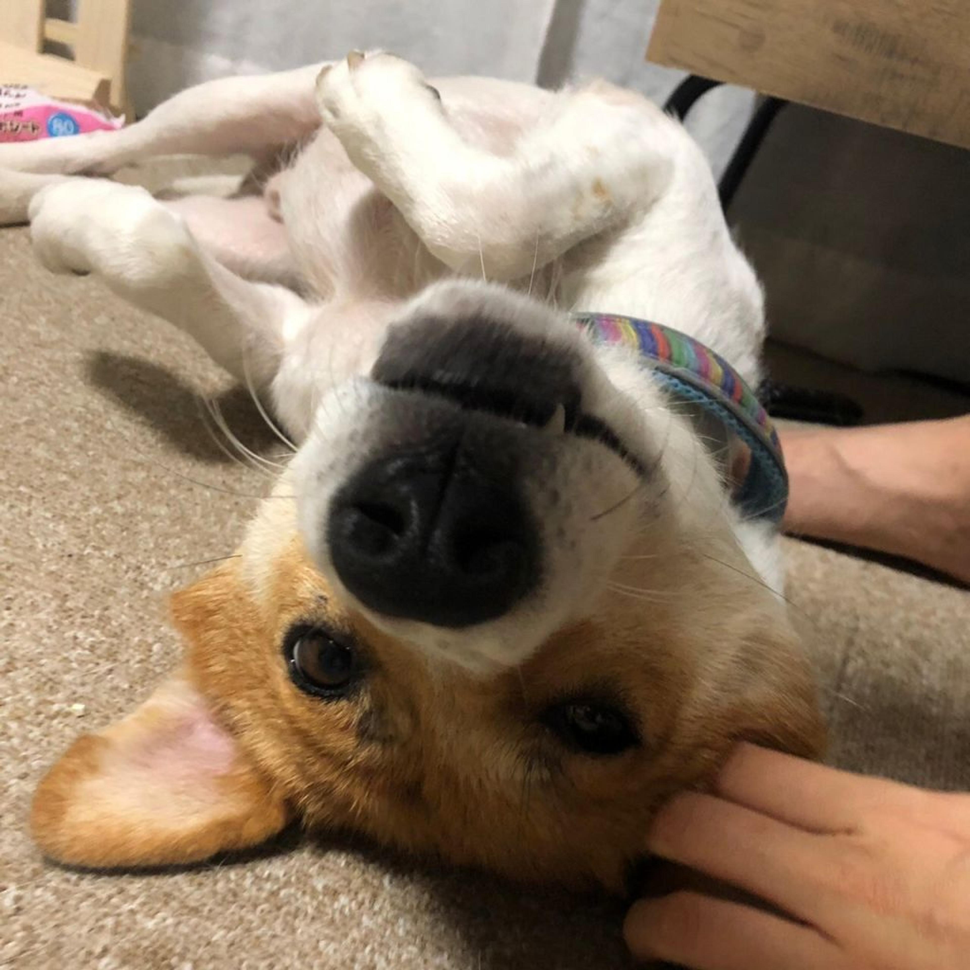 pet-image-2