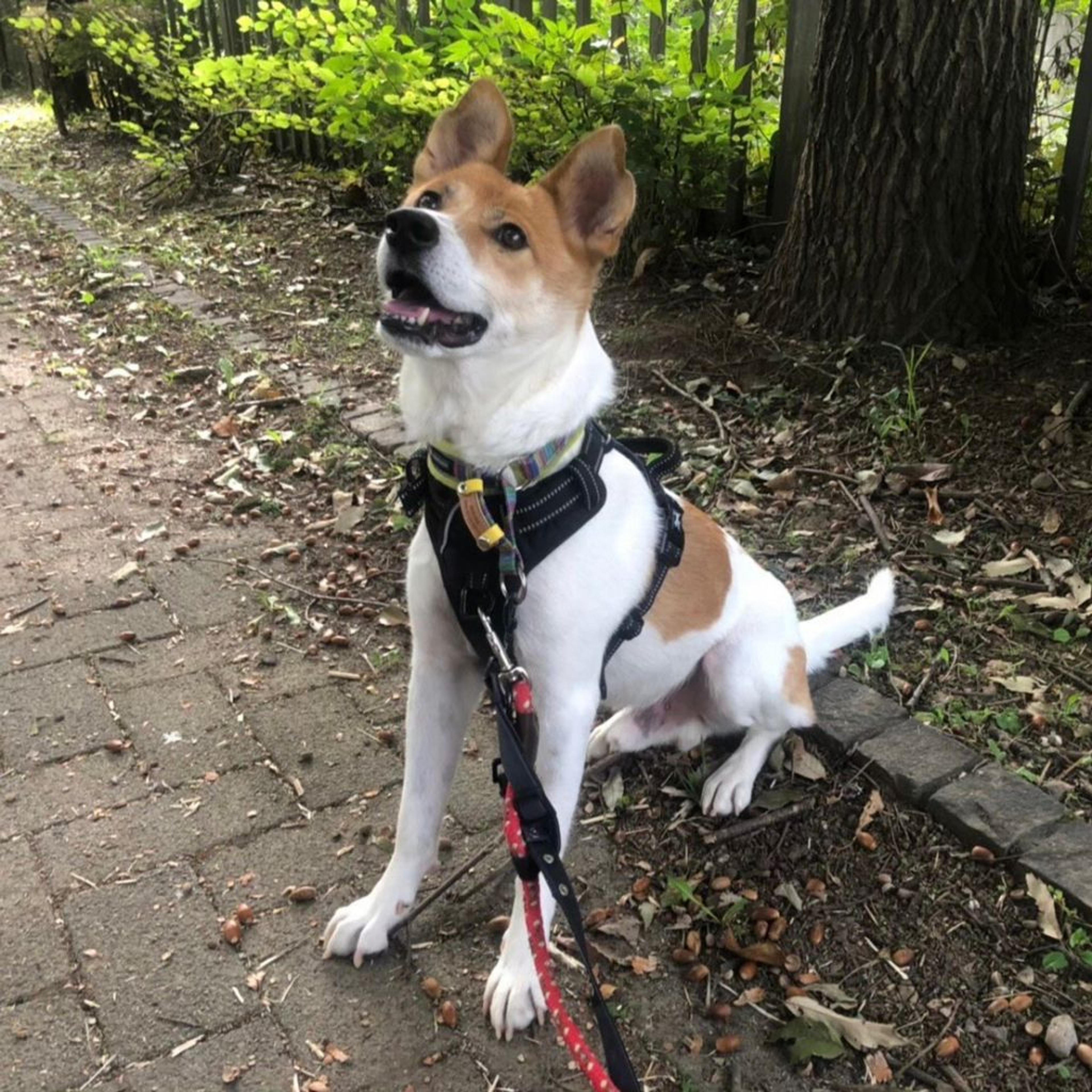 pet-image-3