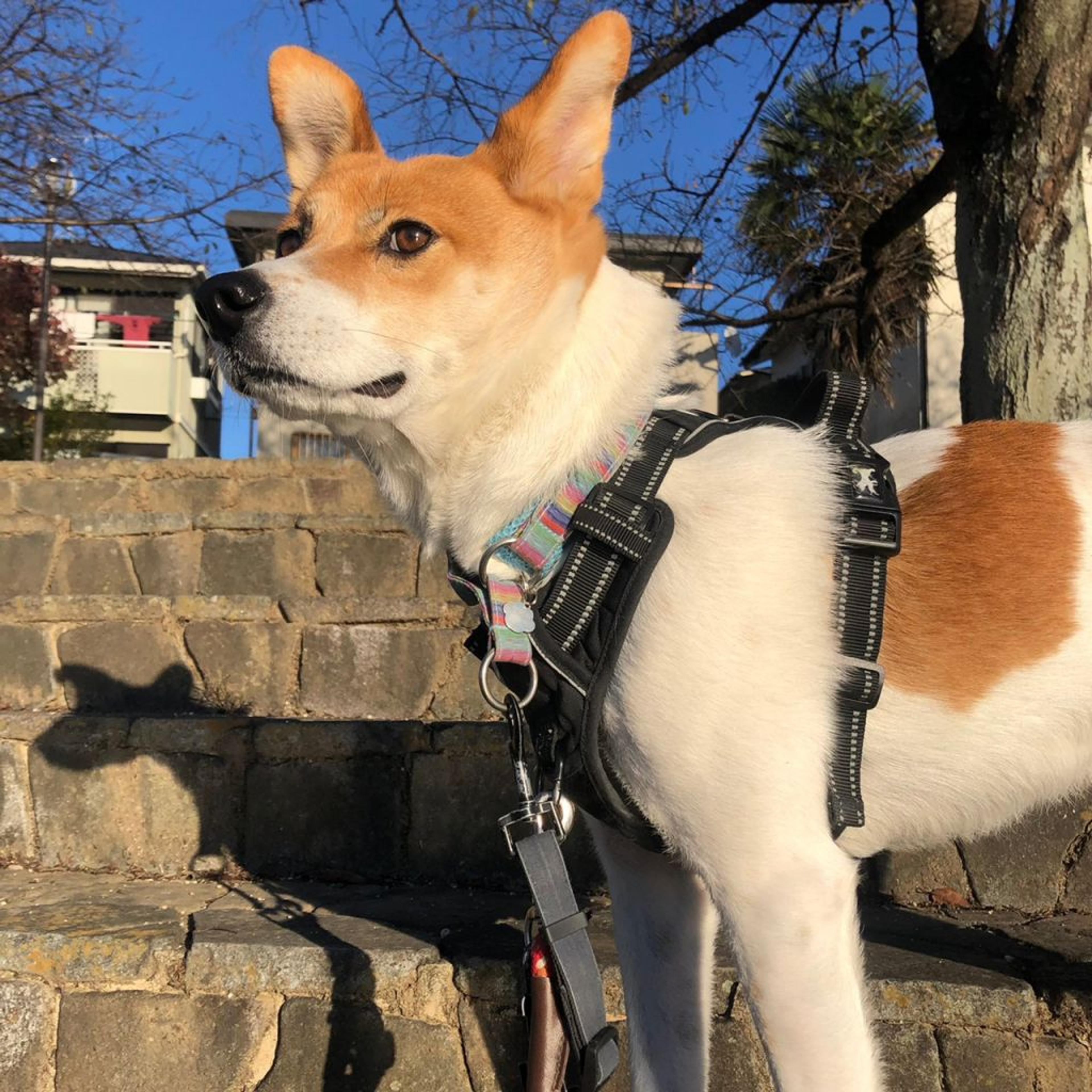 pet-image-7