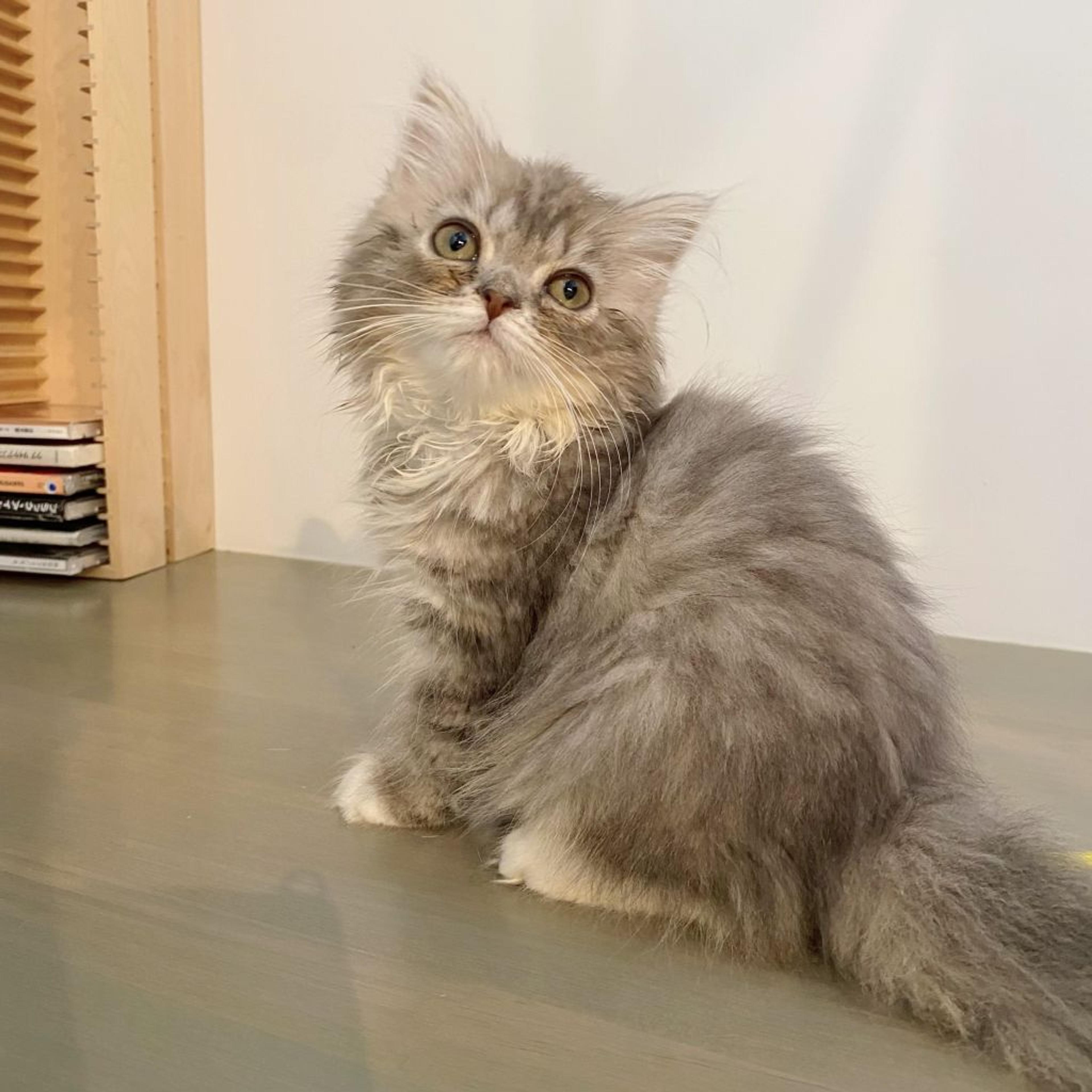 pet-image-3