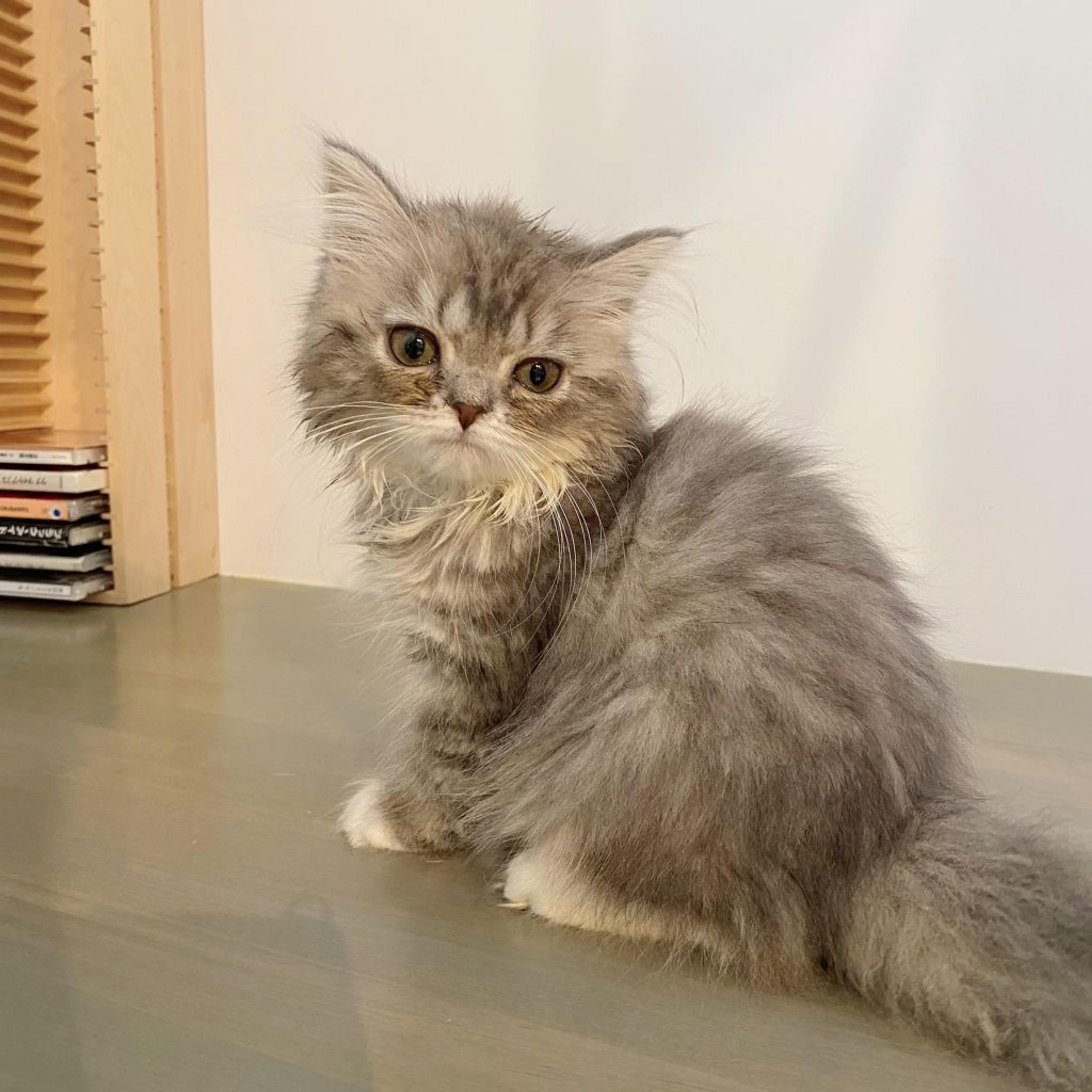 pet-image-4