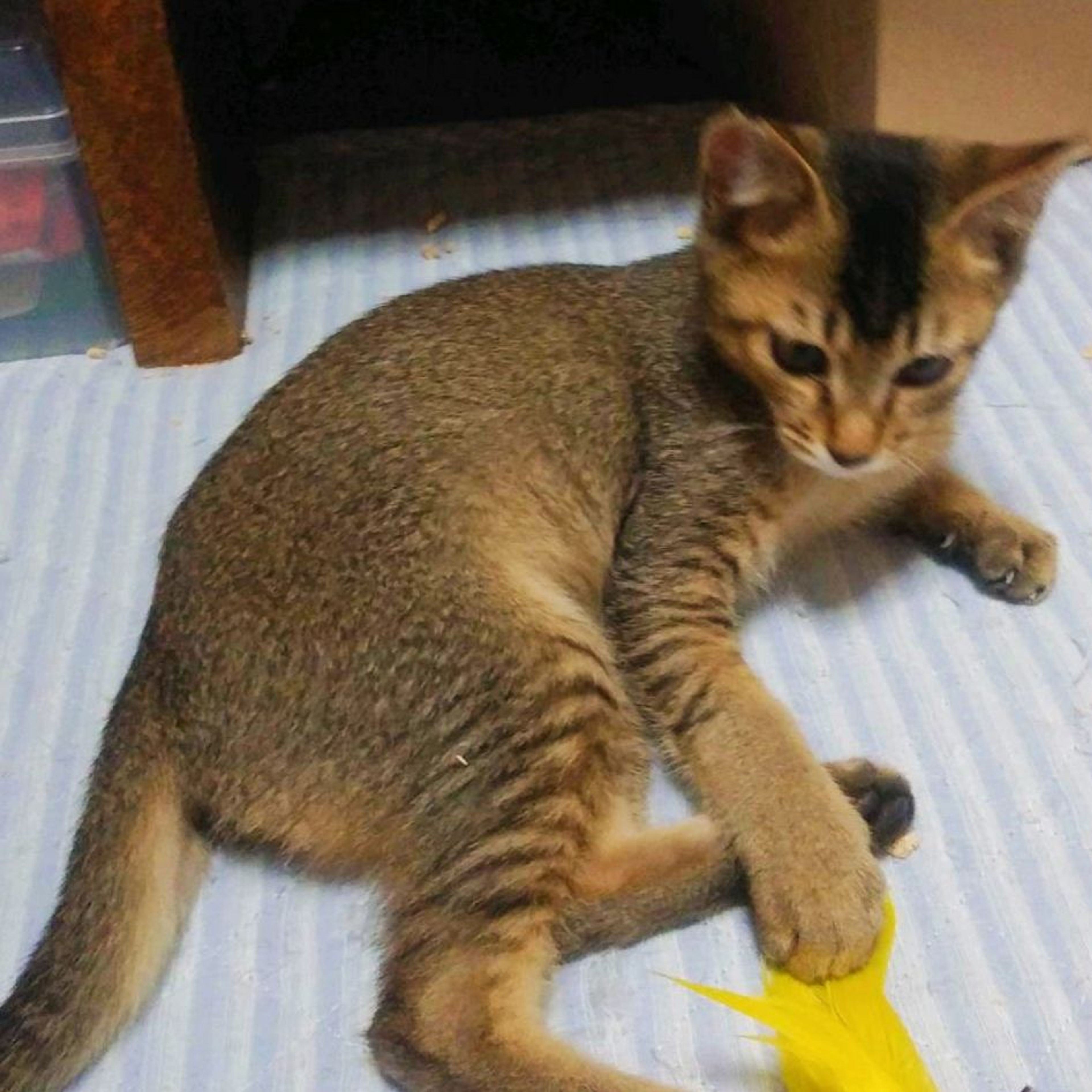 pet-image-2