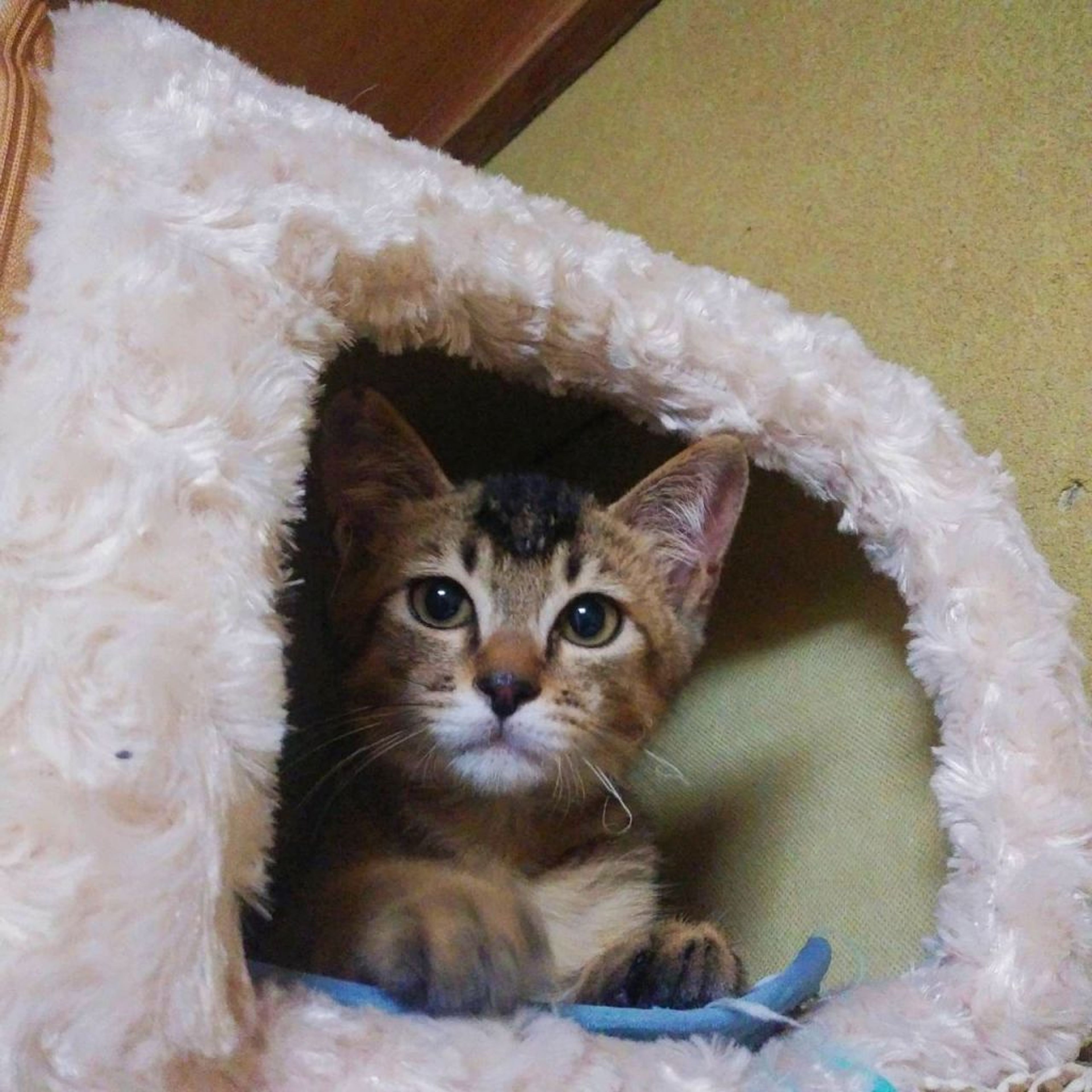 pet-image-3