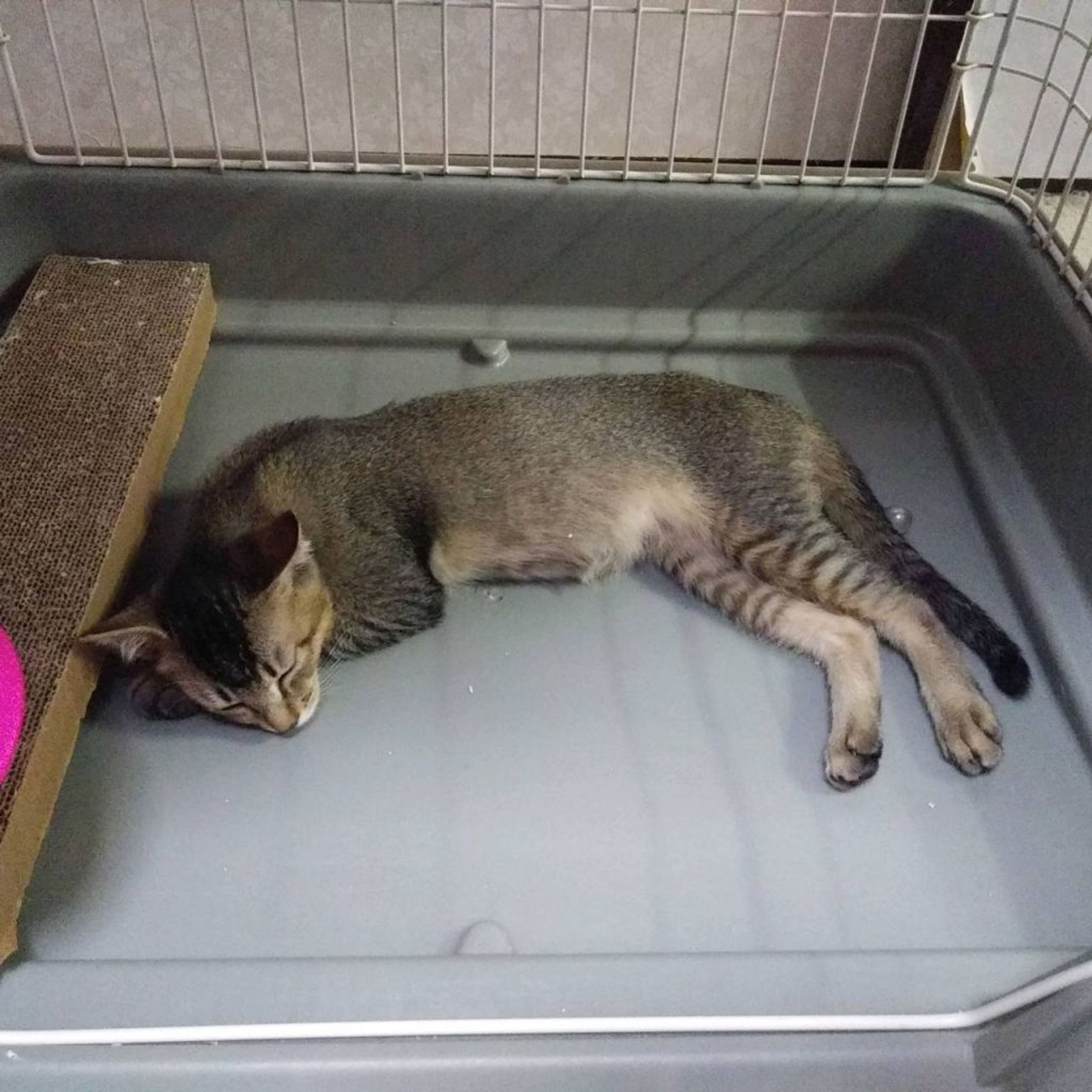pet-image-5