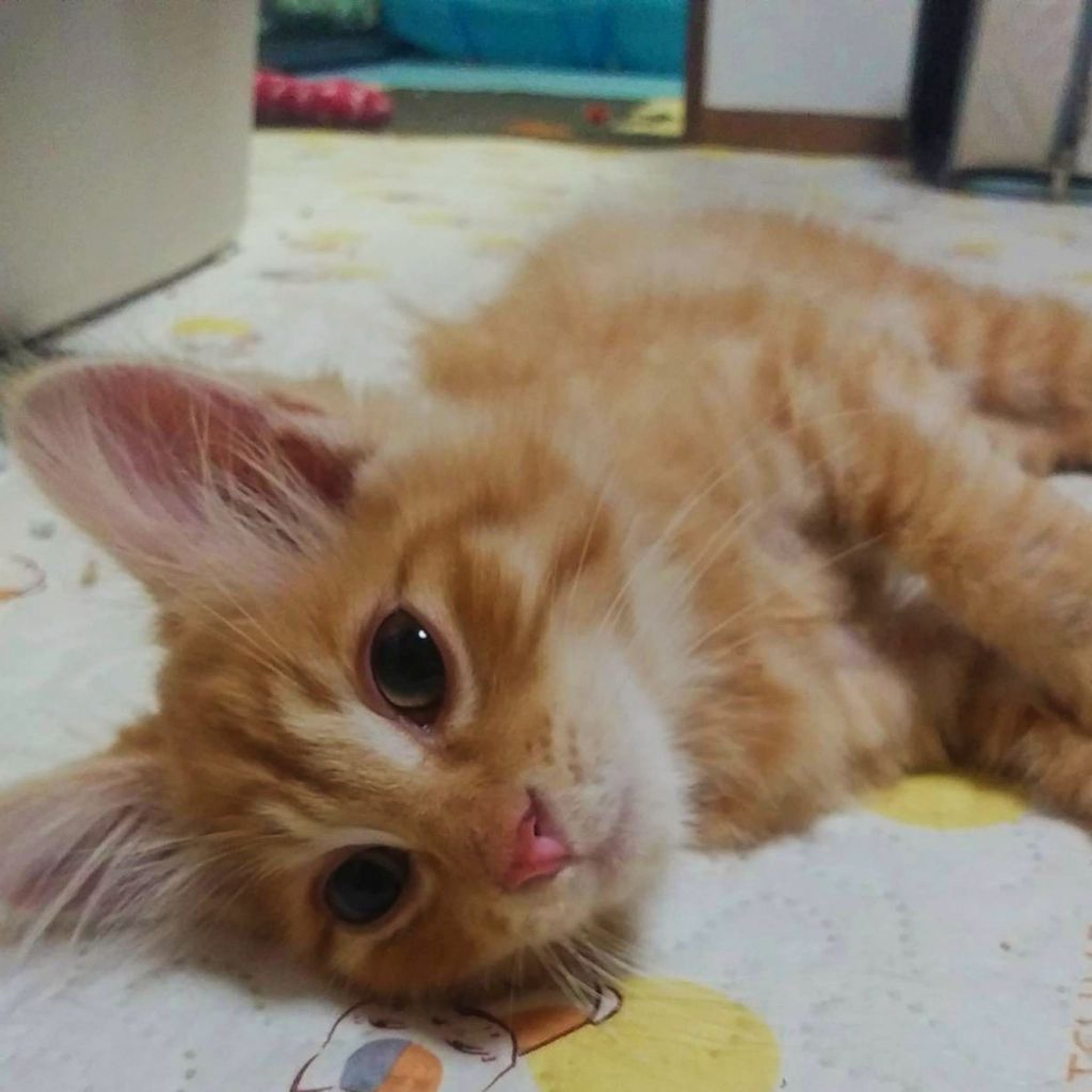 雑種（ミックス猫）・オスの里親募集の写真