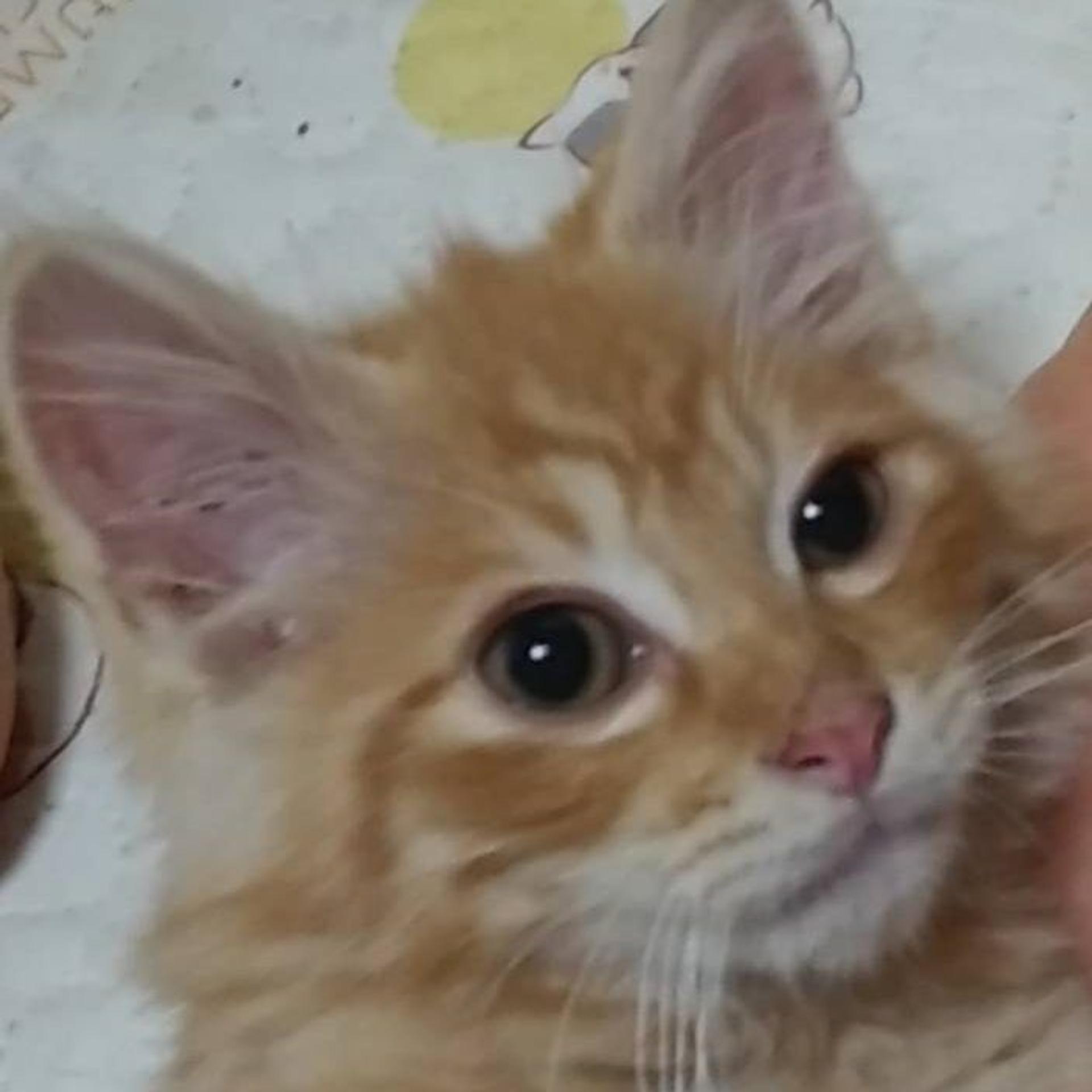 pet-image-2