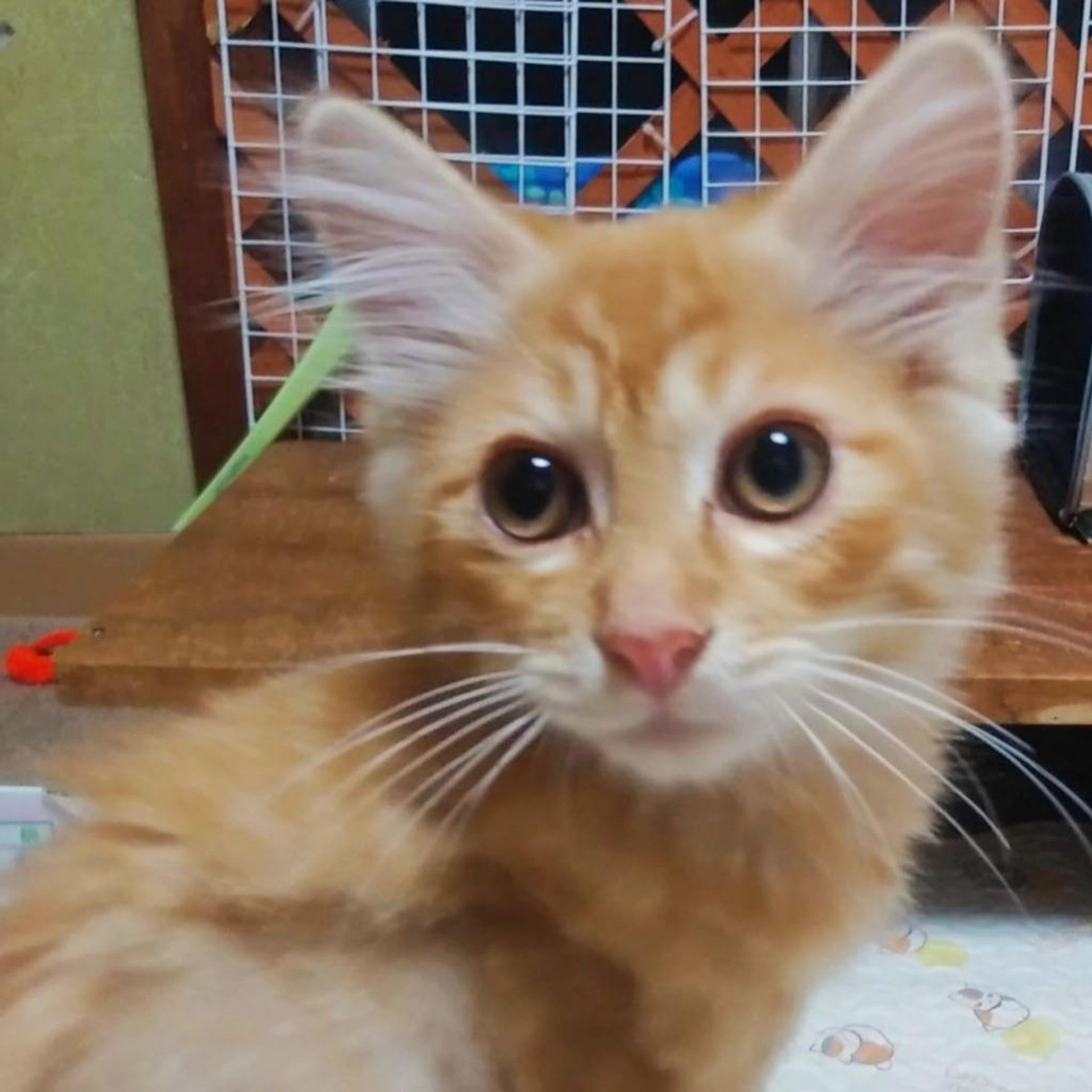 pet-image-4