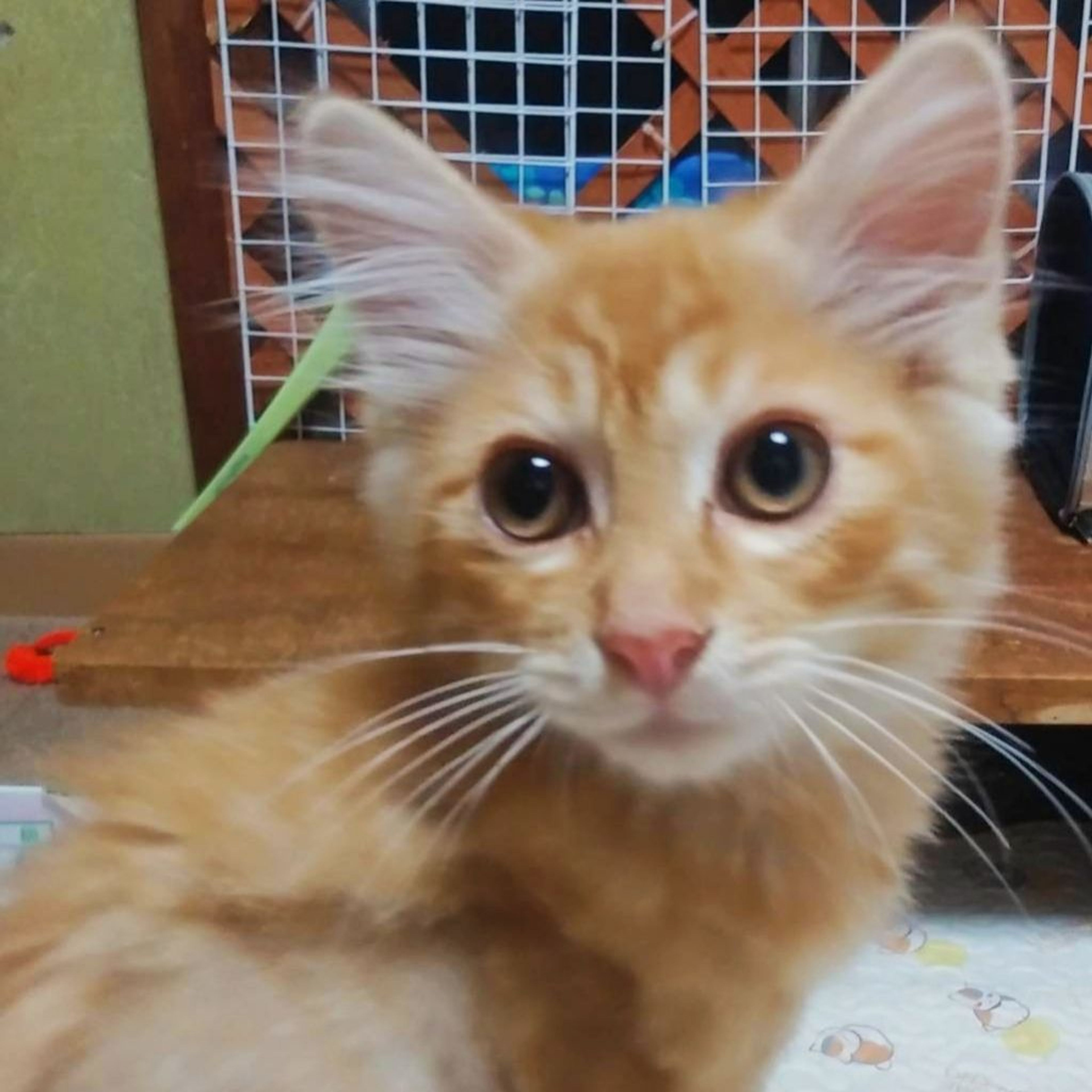 pet-image-4