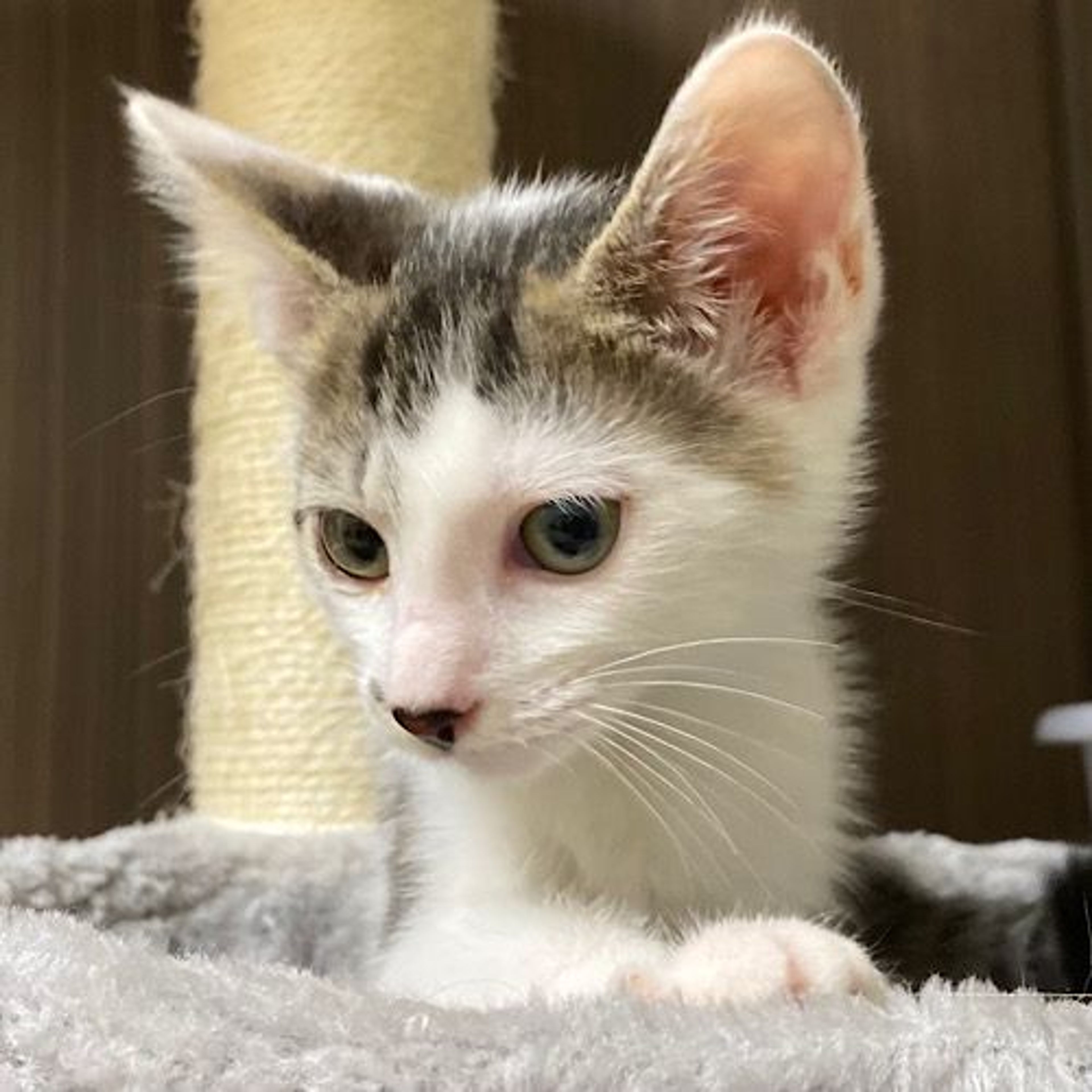 雑種（ミックス猫）・オスの里親募集の写真